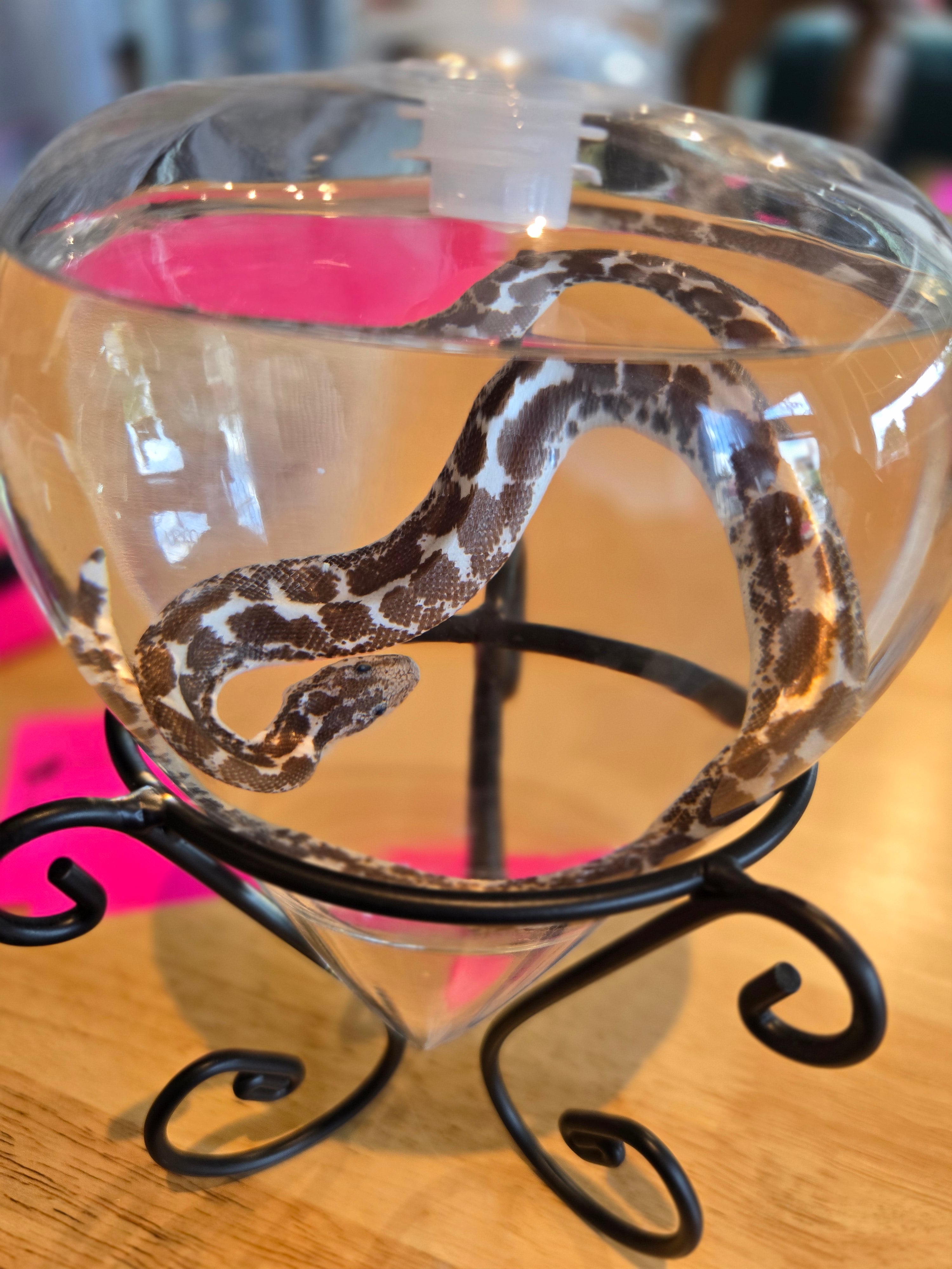 Hog Nose Snek Snake Wet Specimen Heart Glass