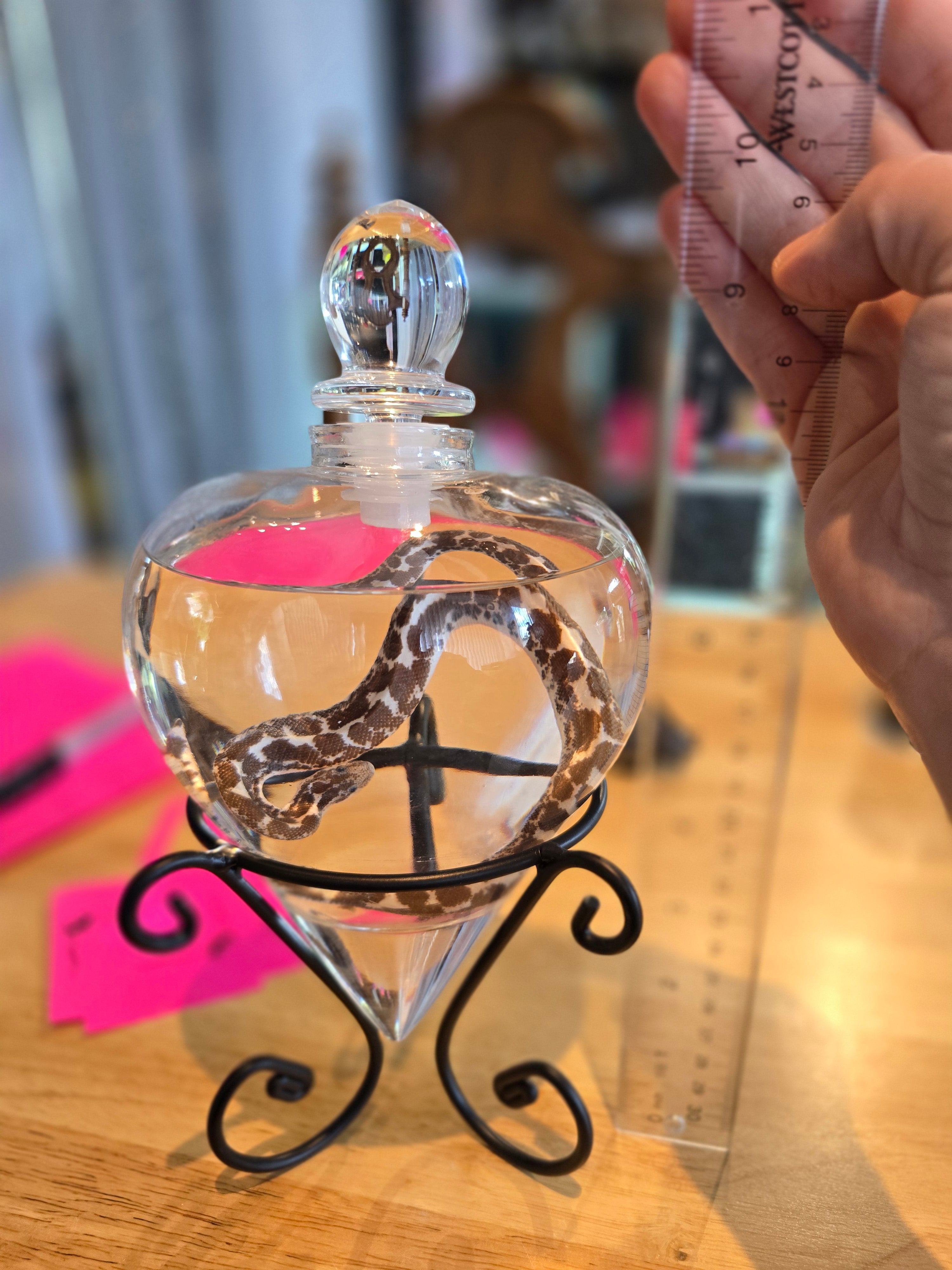 Hog Nose Snek Snake Wet Specimen Heart Glass
