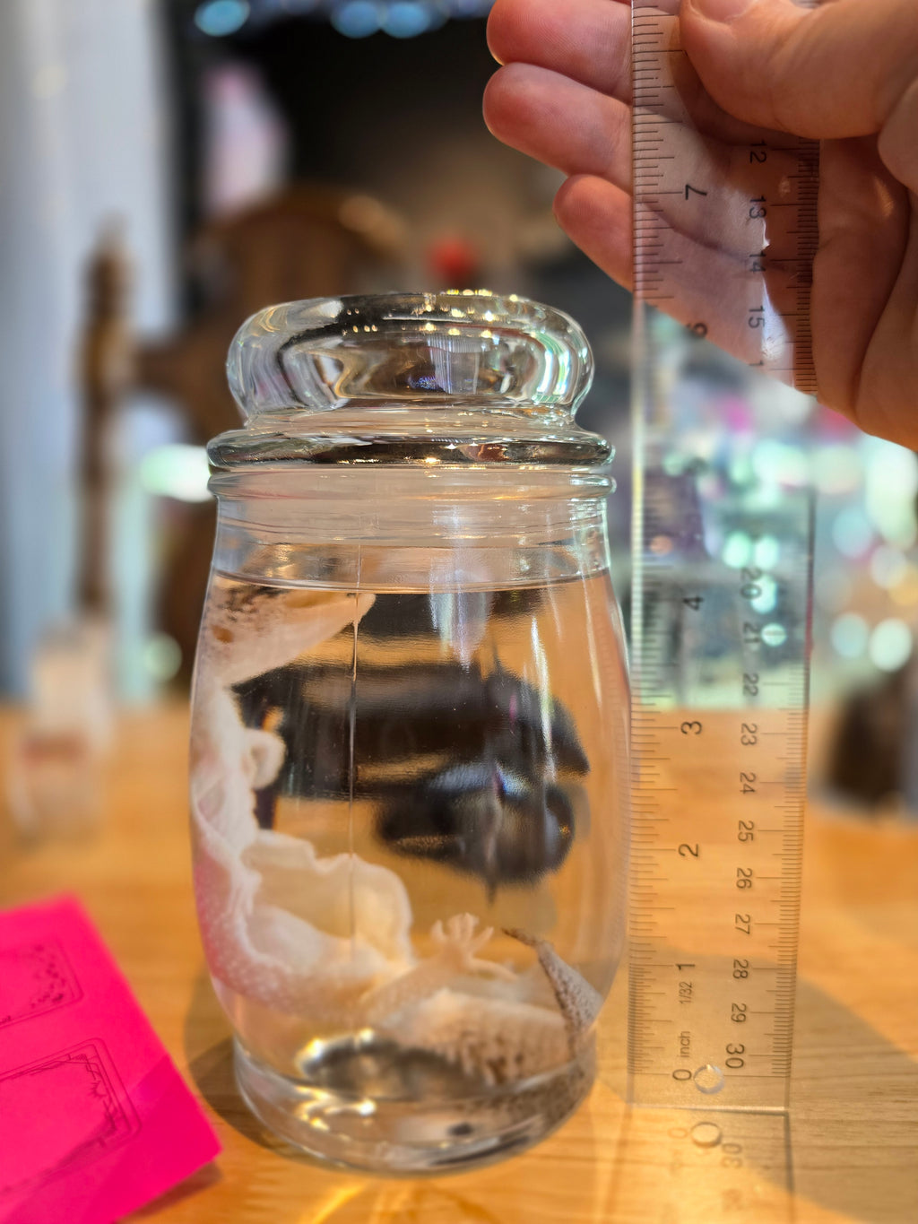 Mama Leopard Gecko Wet Specimen
