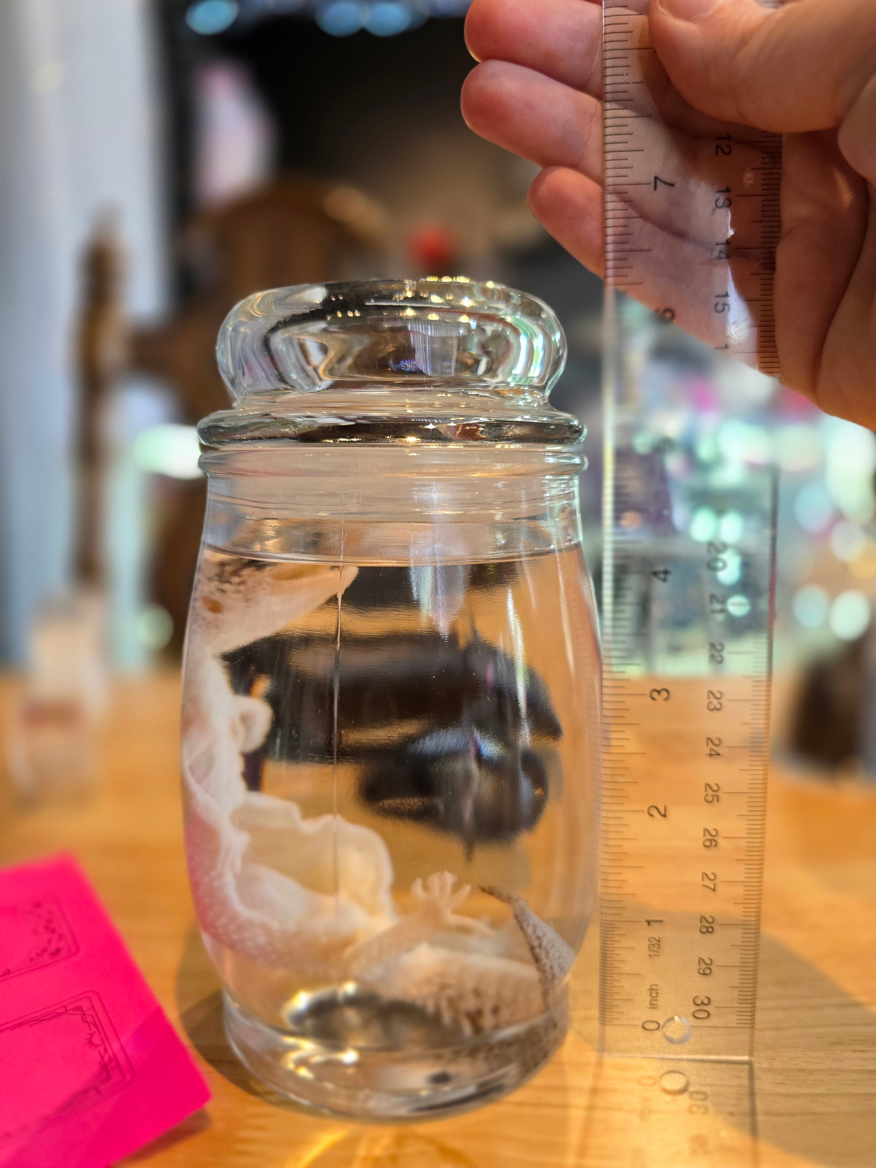 Mama Leopard Gecko Wet Specimen