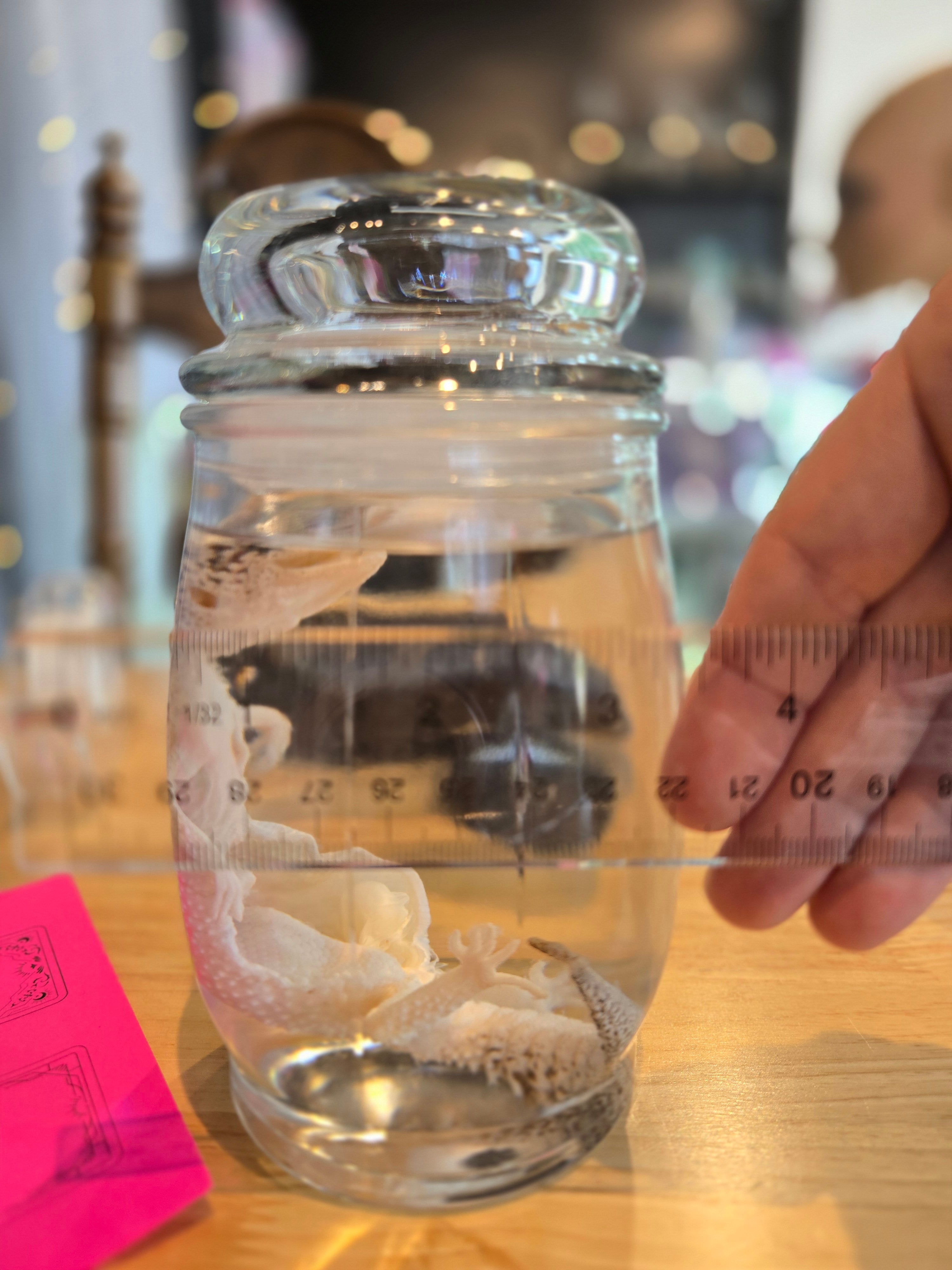 Mama Leopard Gecko Wet Specimen