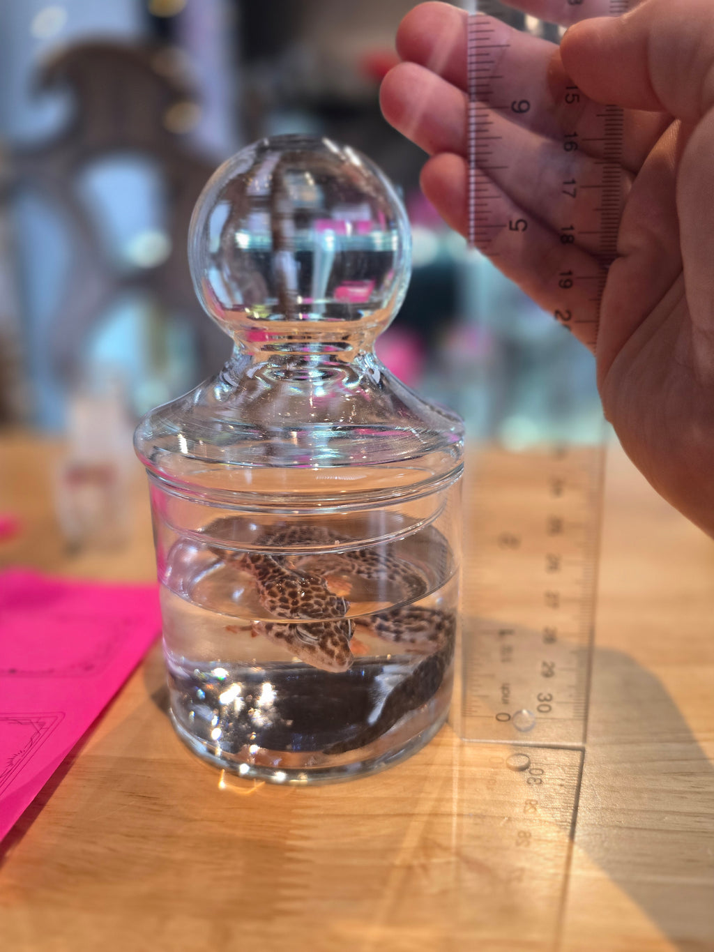 Small Leopard Gecko Wet Specimen