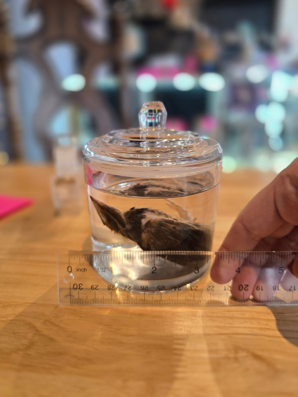 Quail Chick - Wet Specimen