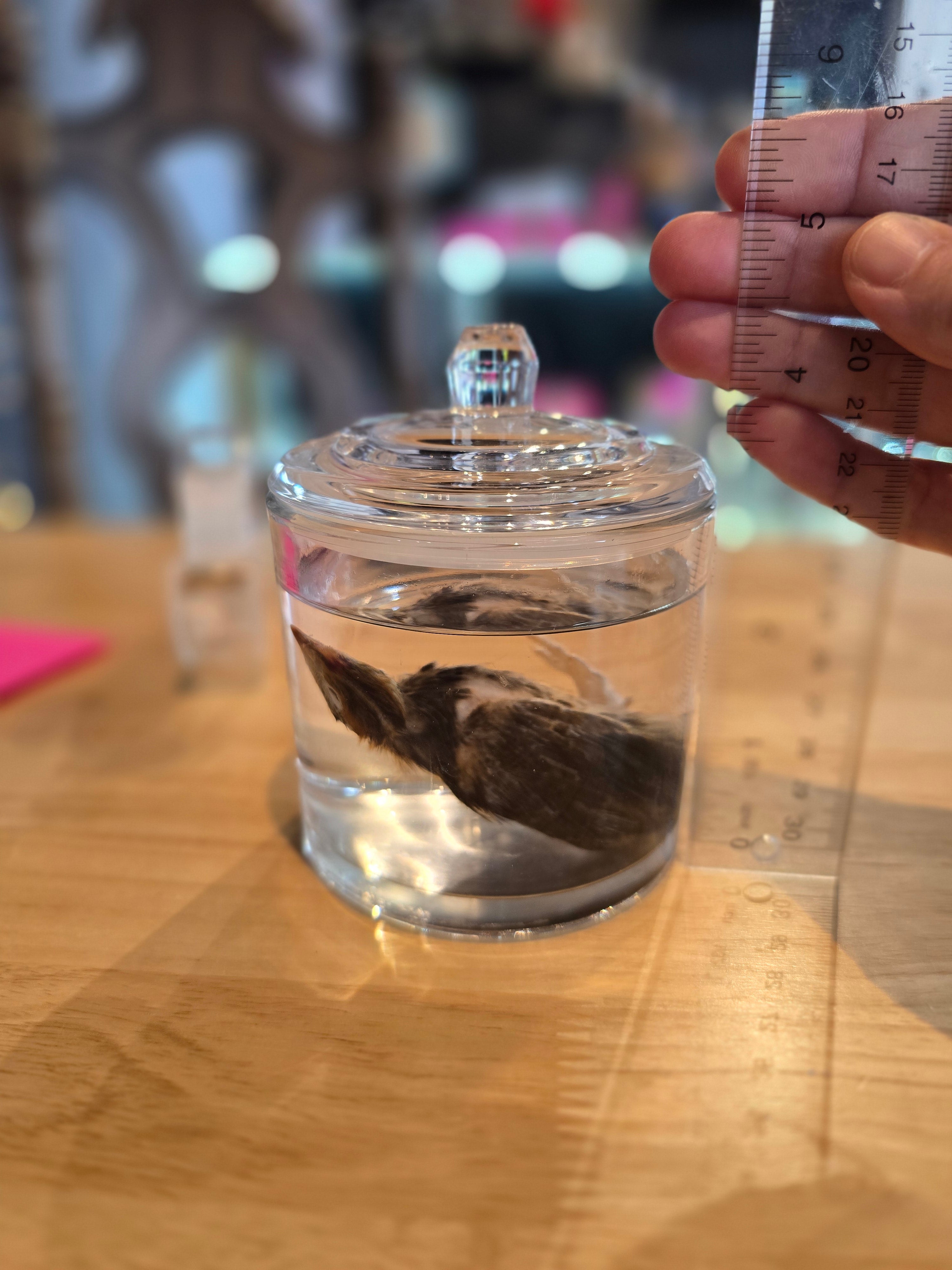 Quail Chick - Wet Specimen