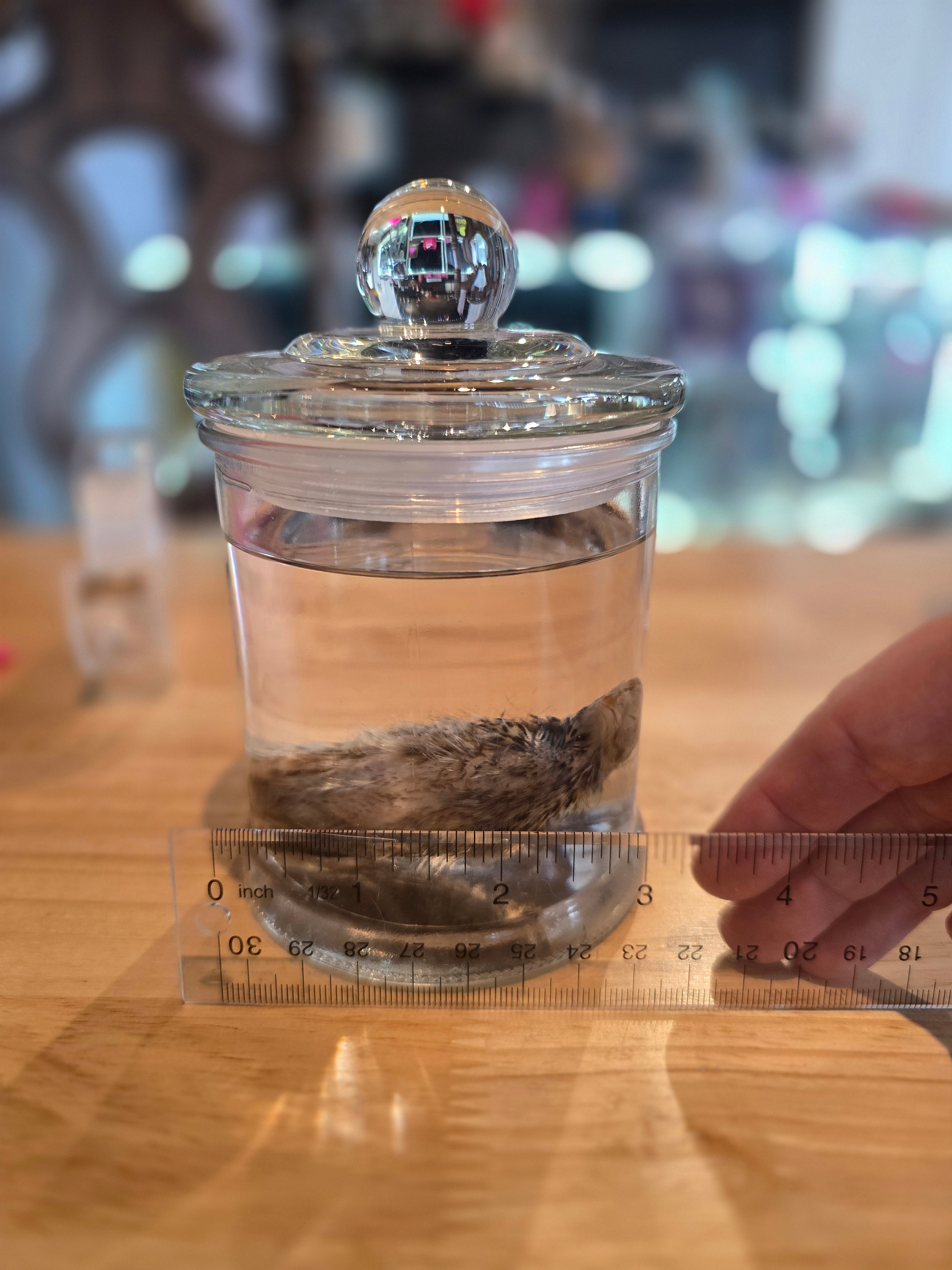 Turkey Chick - Wet Specimen