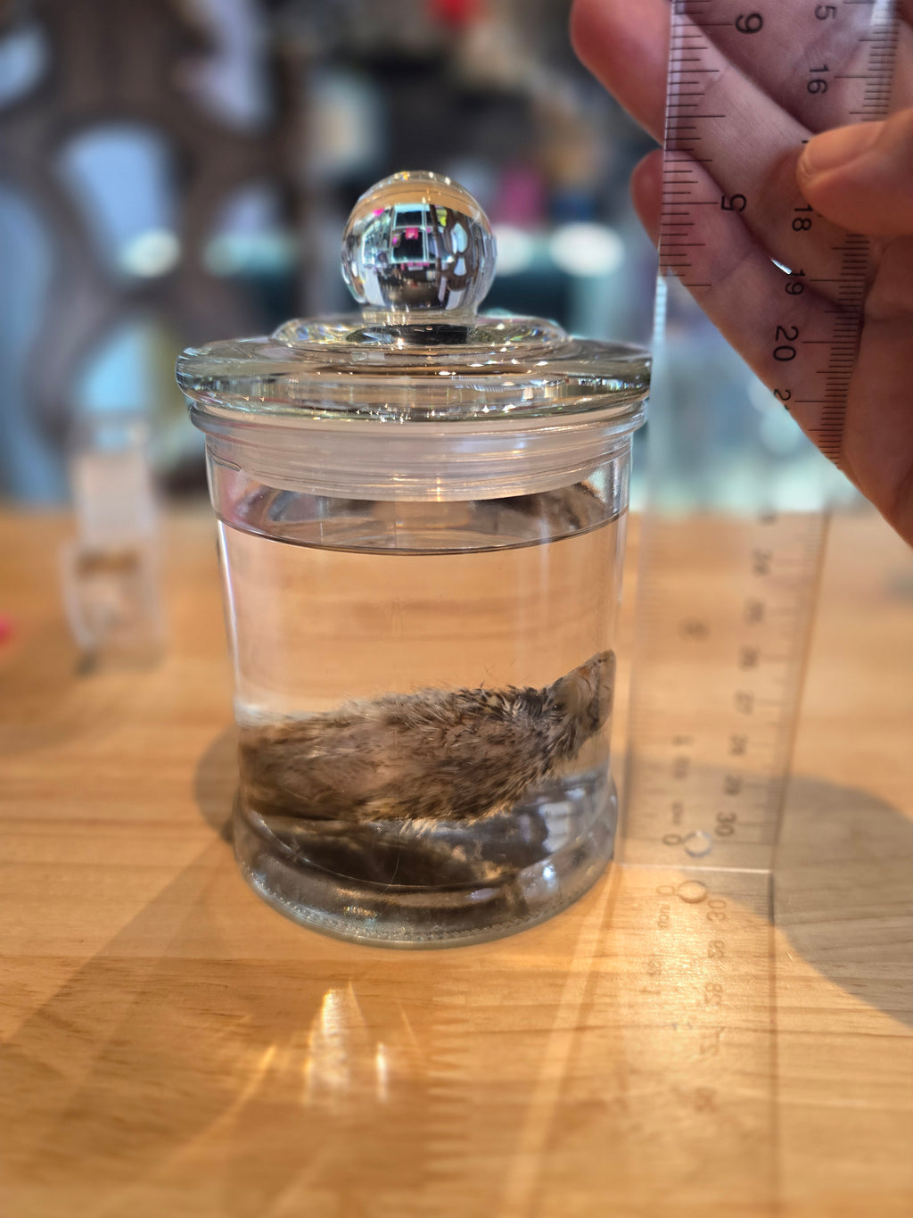 Turkey Chick - Wet Specimen
