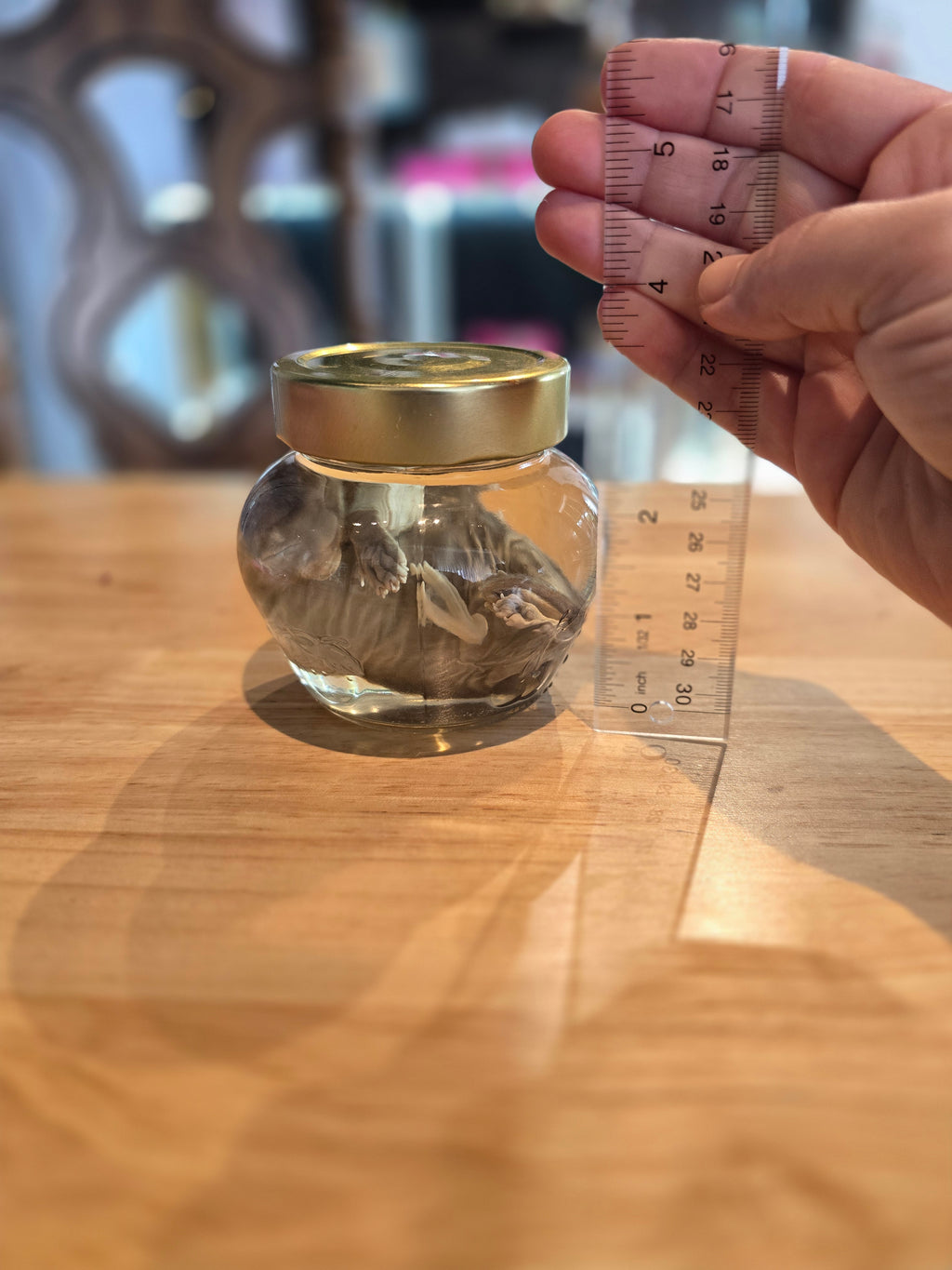 Kitten Wet Specimen B