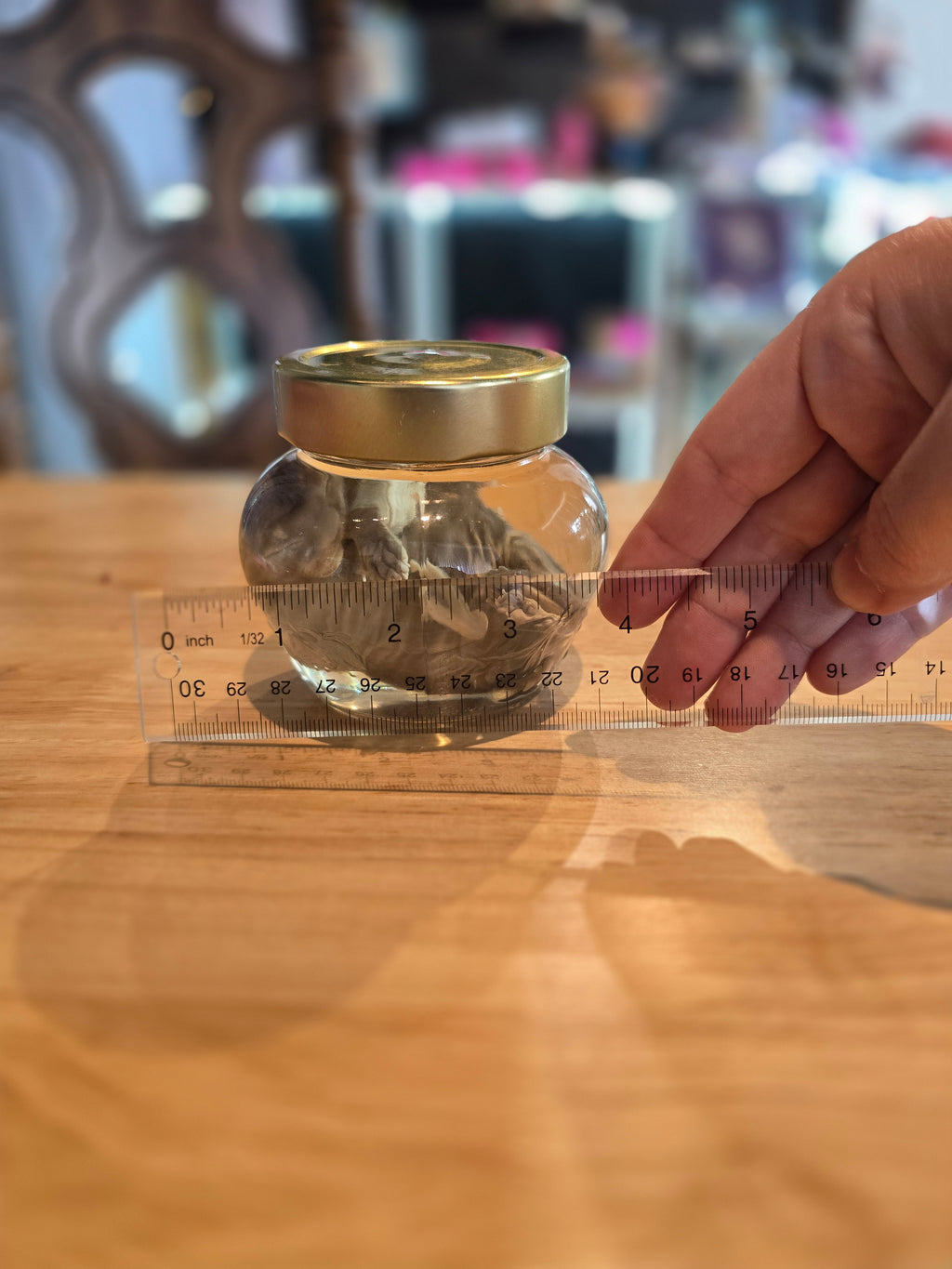 Kitten Wet Specimen B