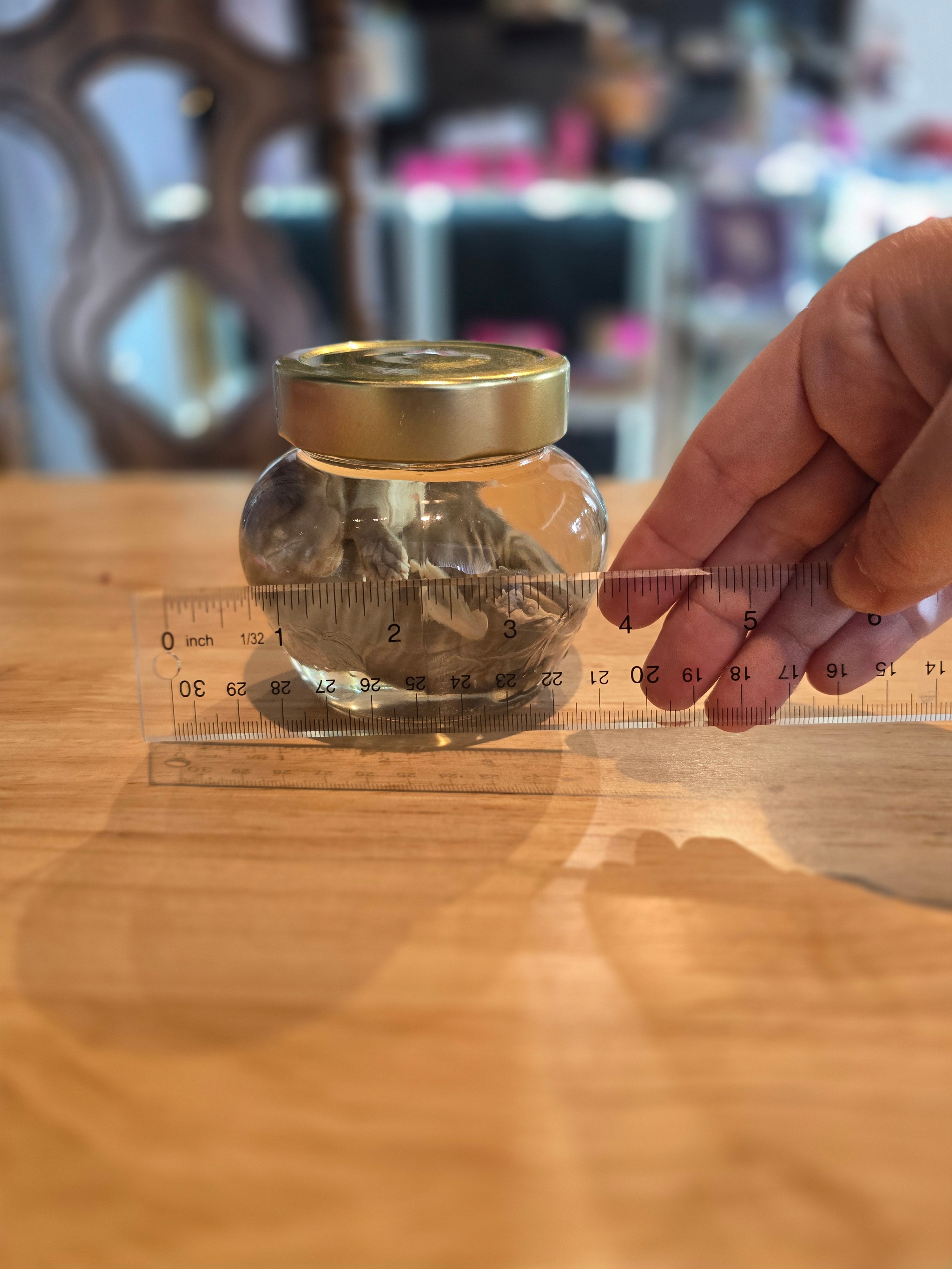 Kitten Wet Specimen B