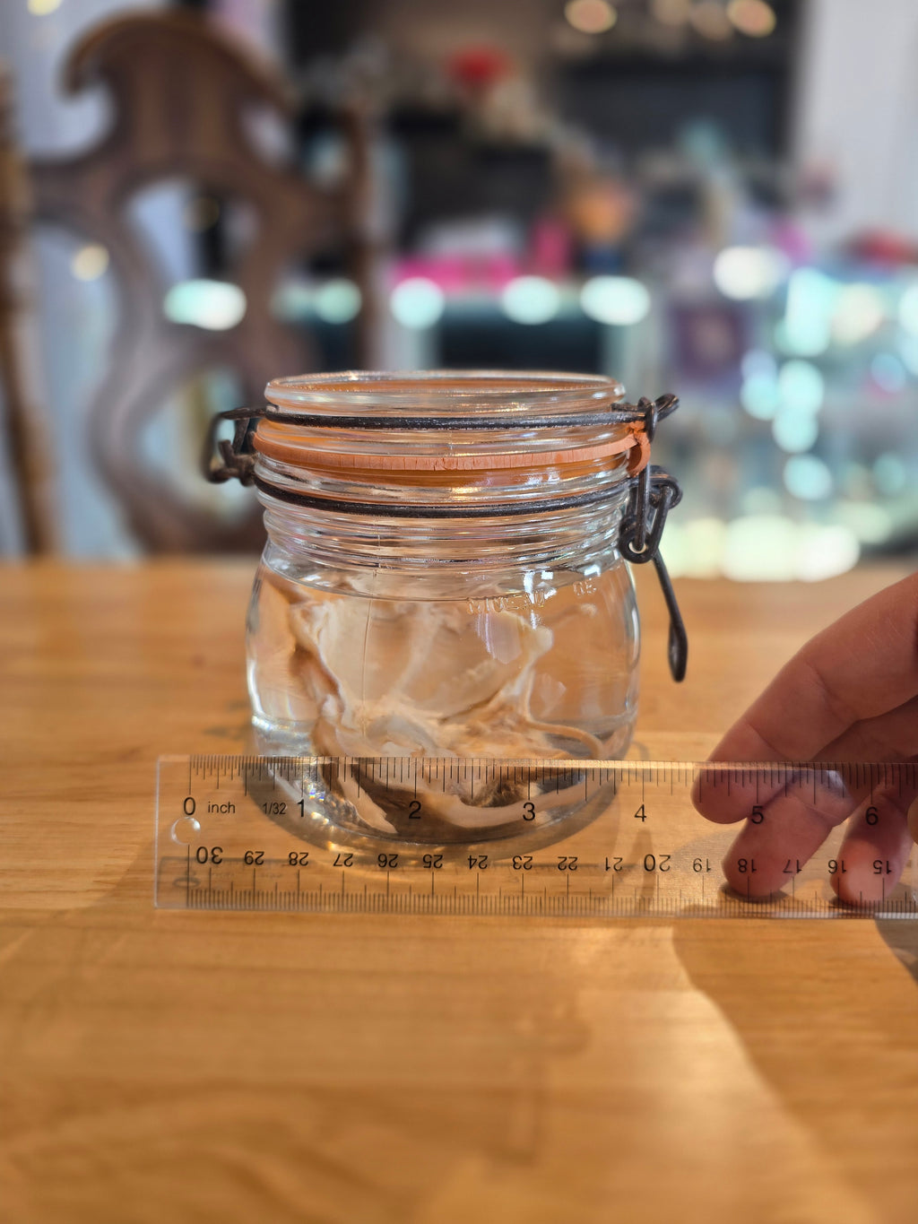 Filet Mouse - Wet Specimen