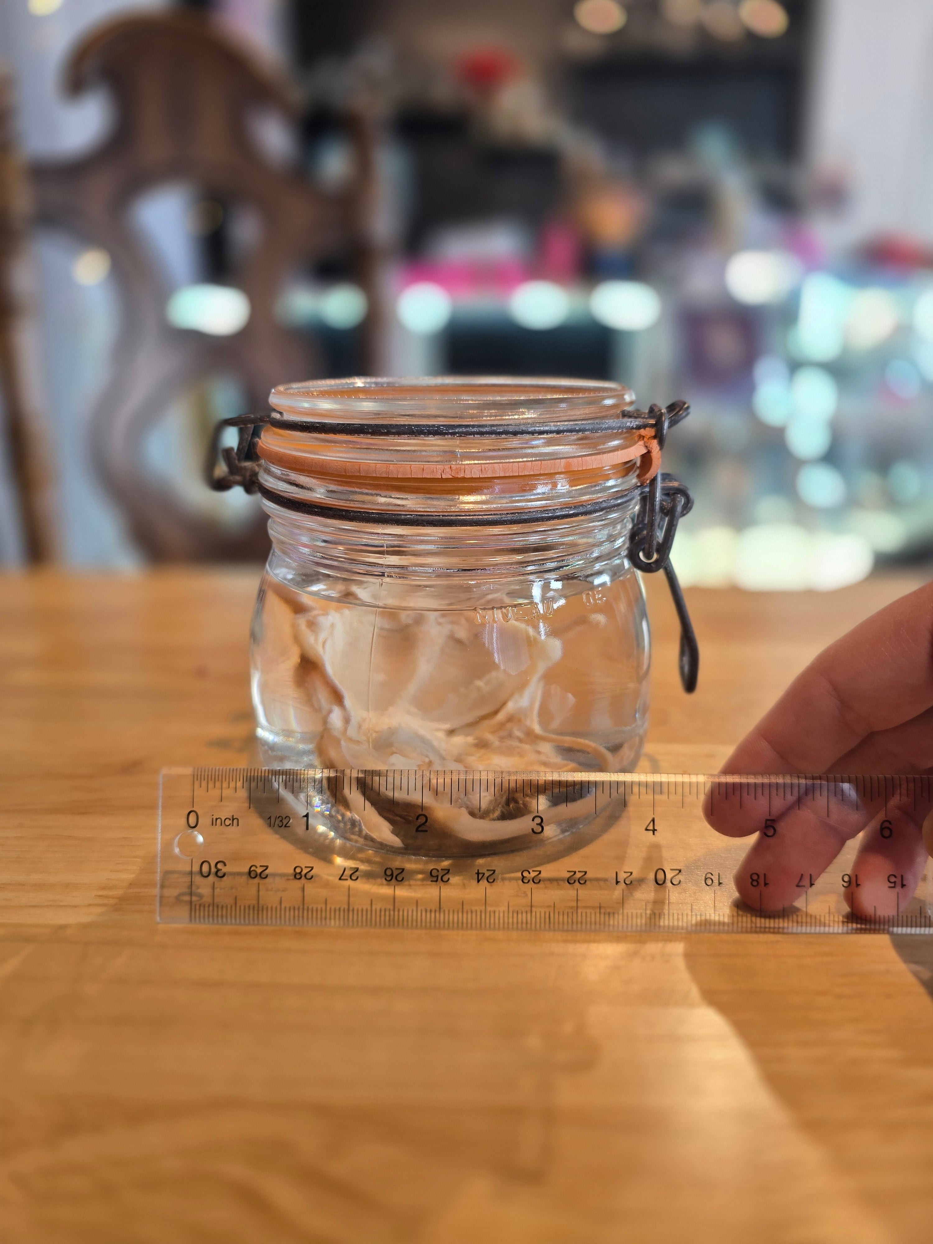 Filet Mouse - Wet Specimen