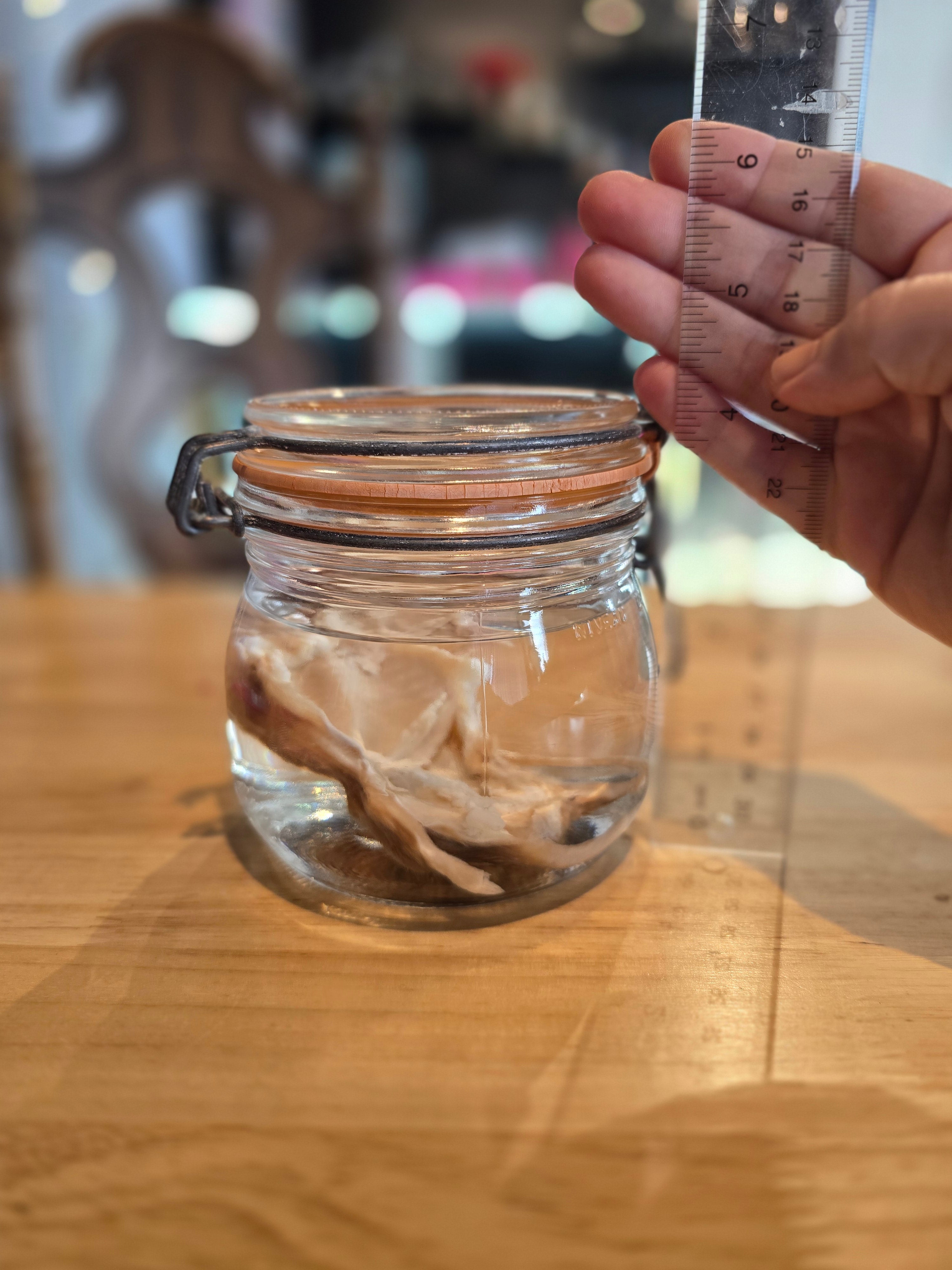 Filet Mouse - Wet Specimen