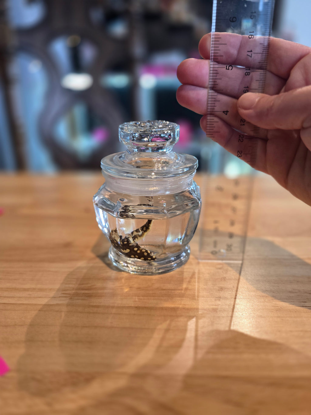 Salamander Newt - Wet Specimen