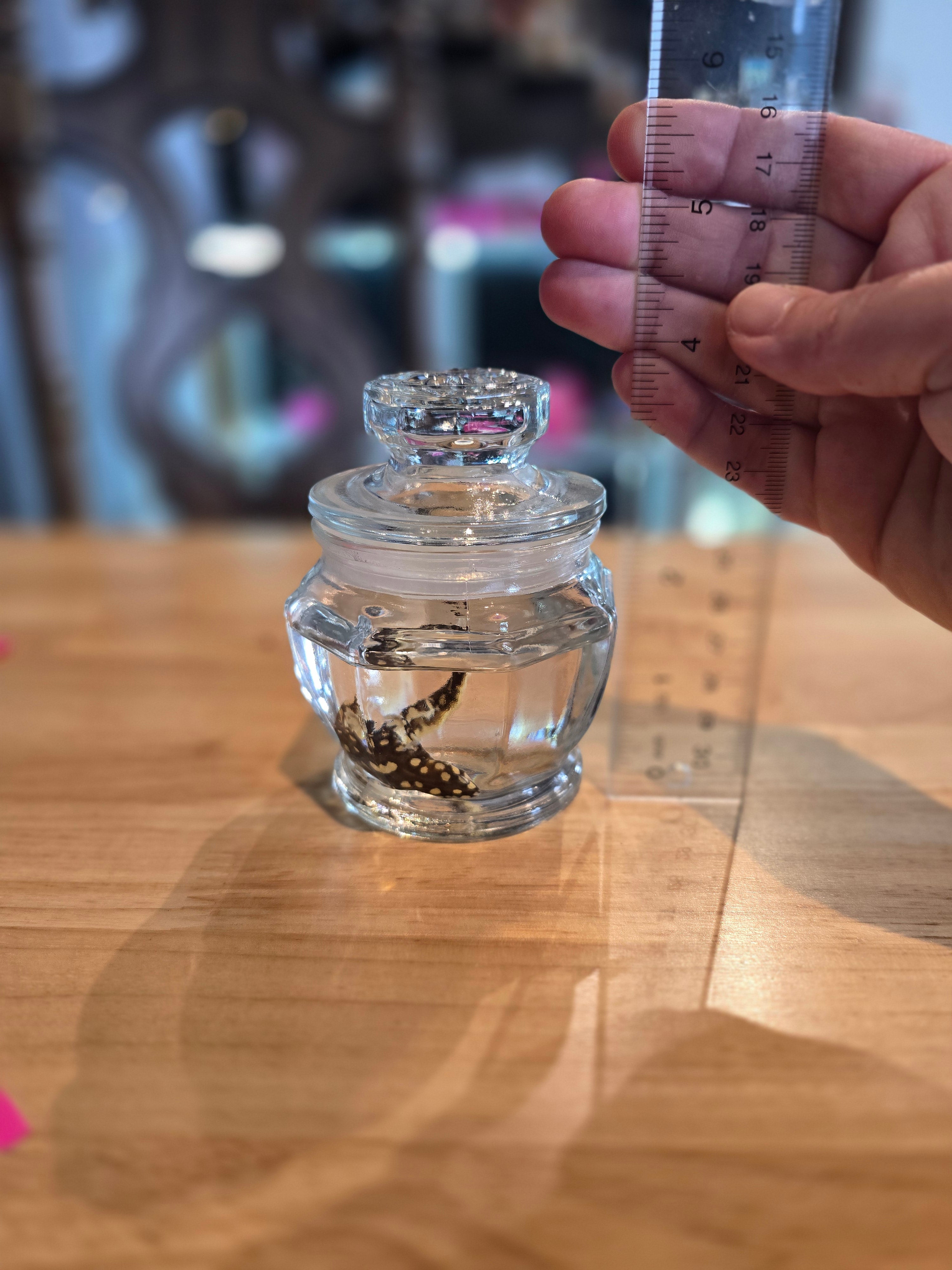 Salamander Newt - Wet Specimen