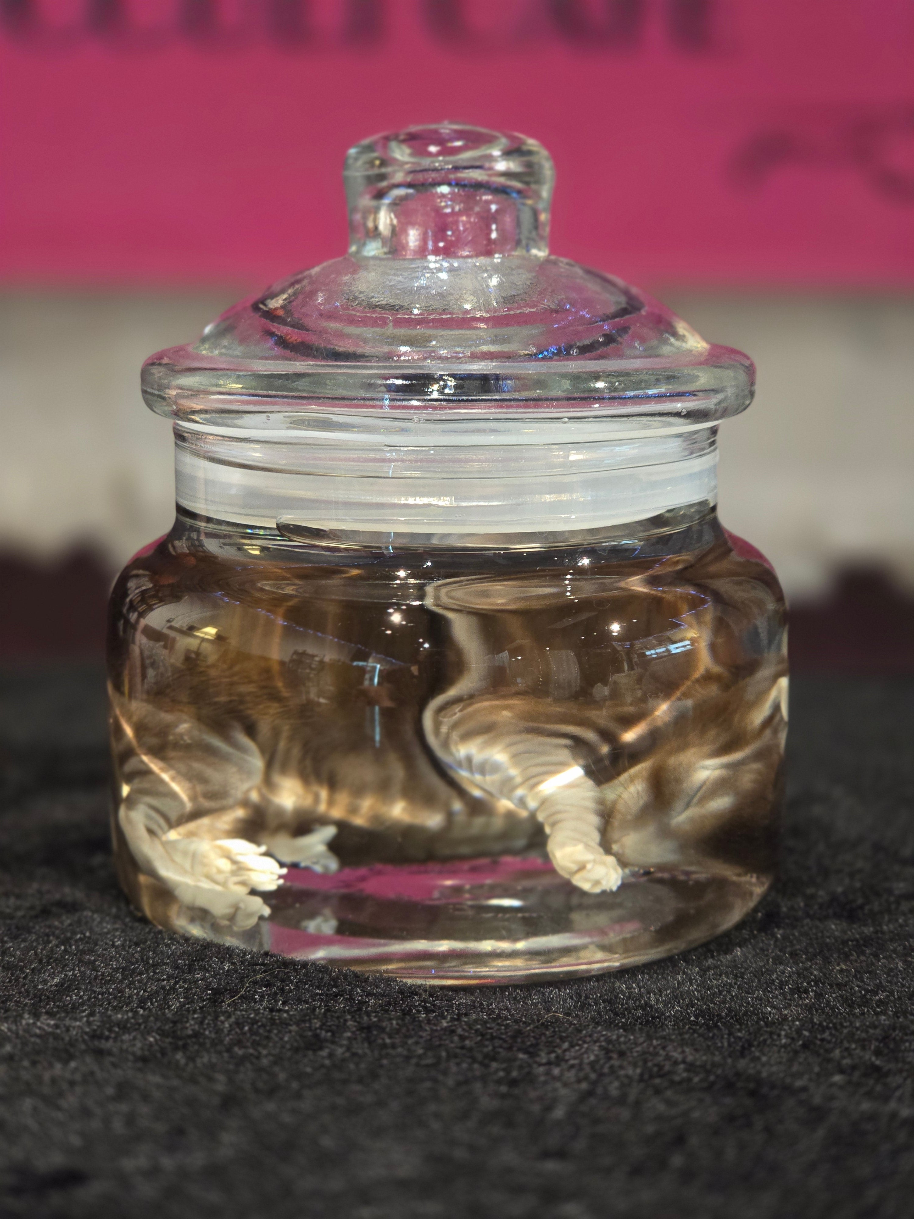 Stillborn Kitten Wet Specimen A