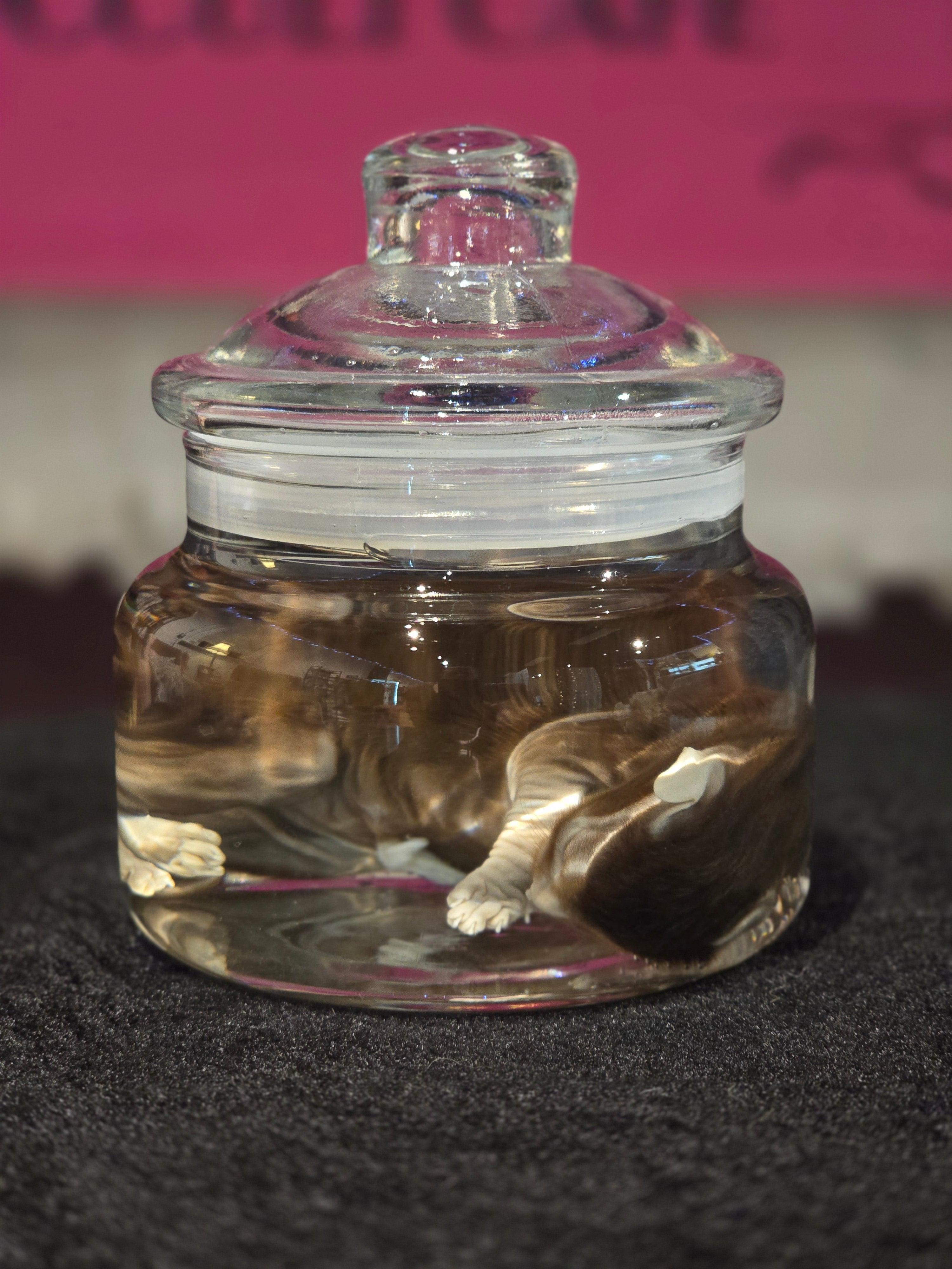 Stillborn Kitten Wet Specimen A