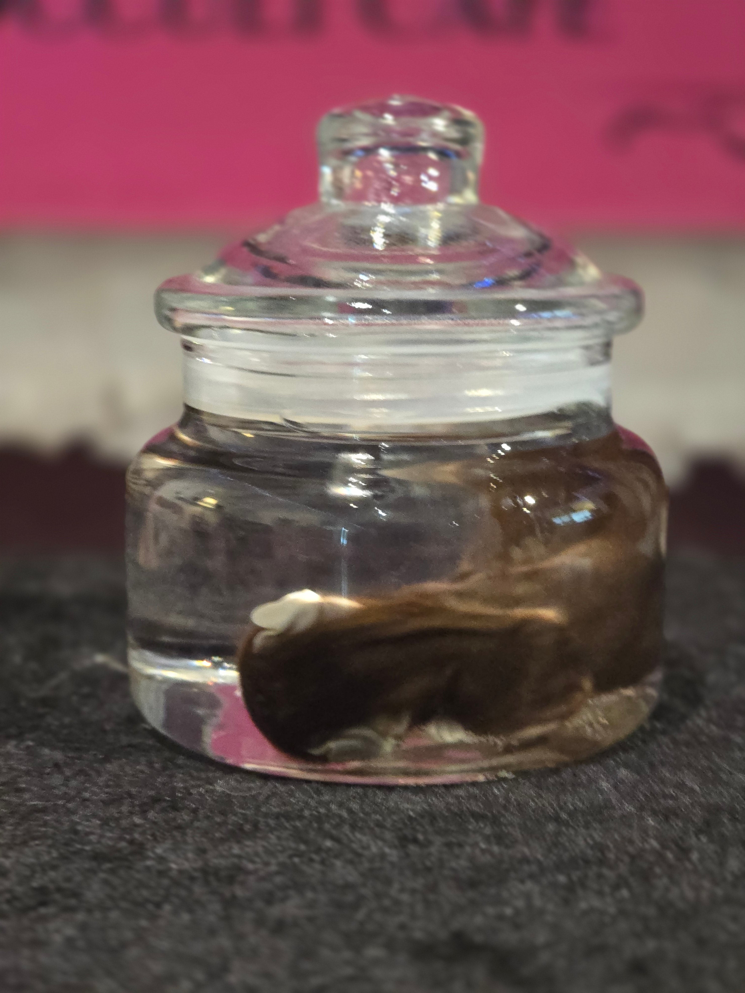 Stillborn Kitten Wet Specimen A