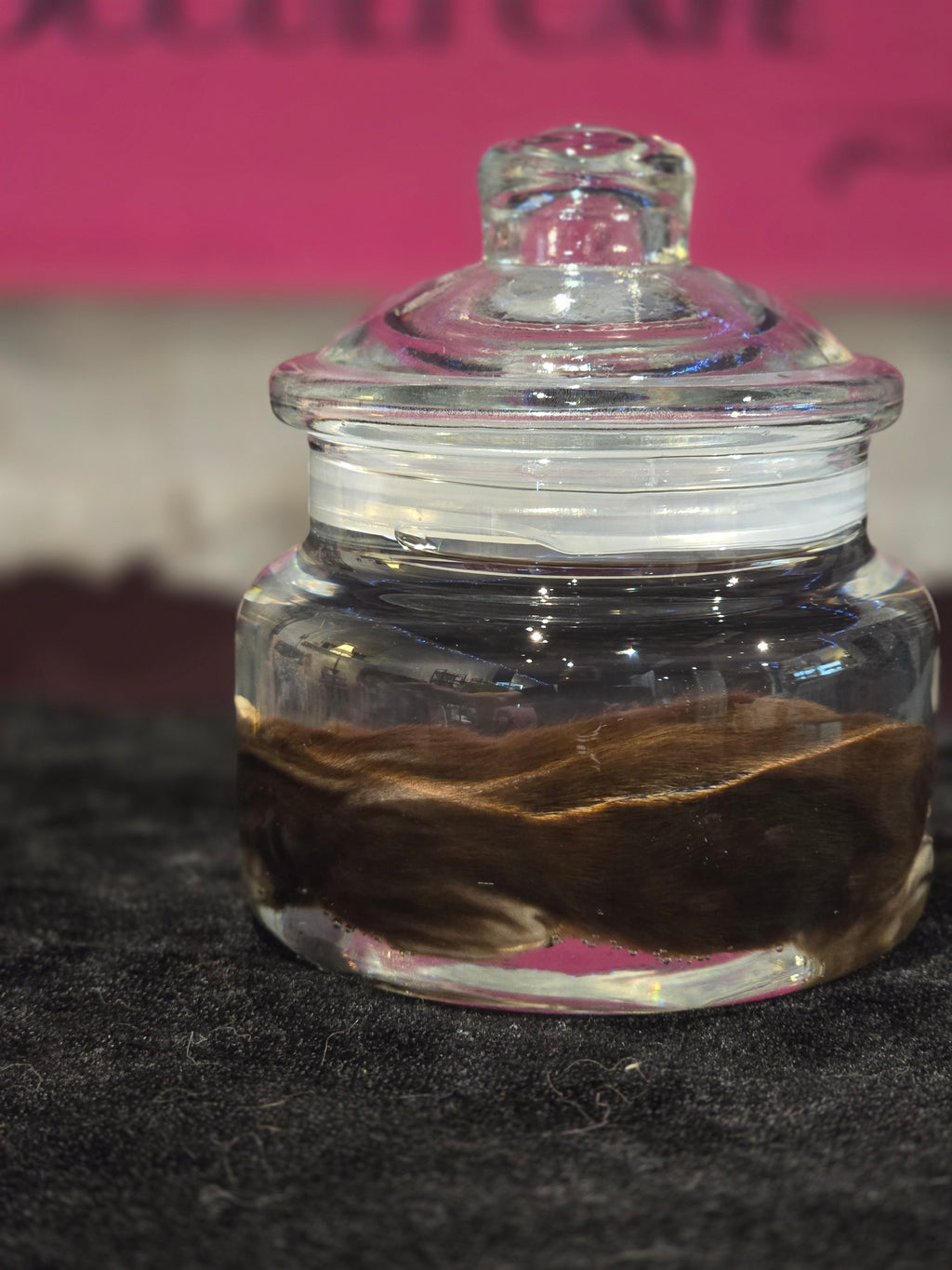 Stillborn Kitten Wet Specimen A