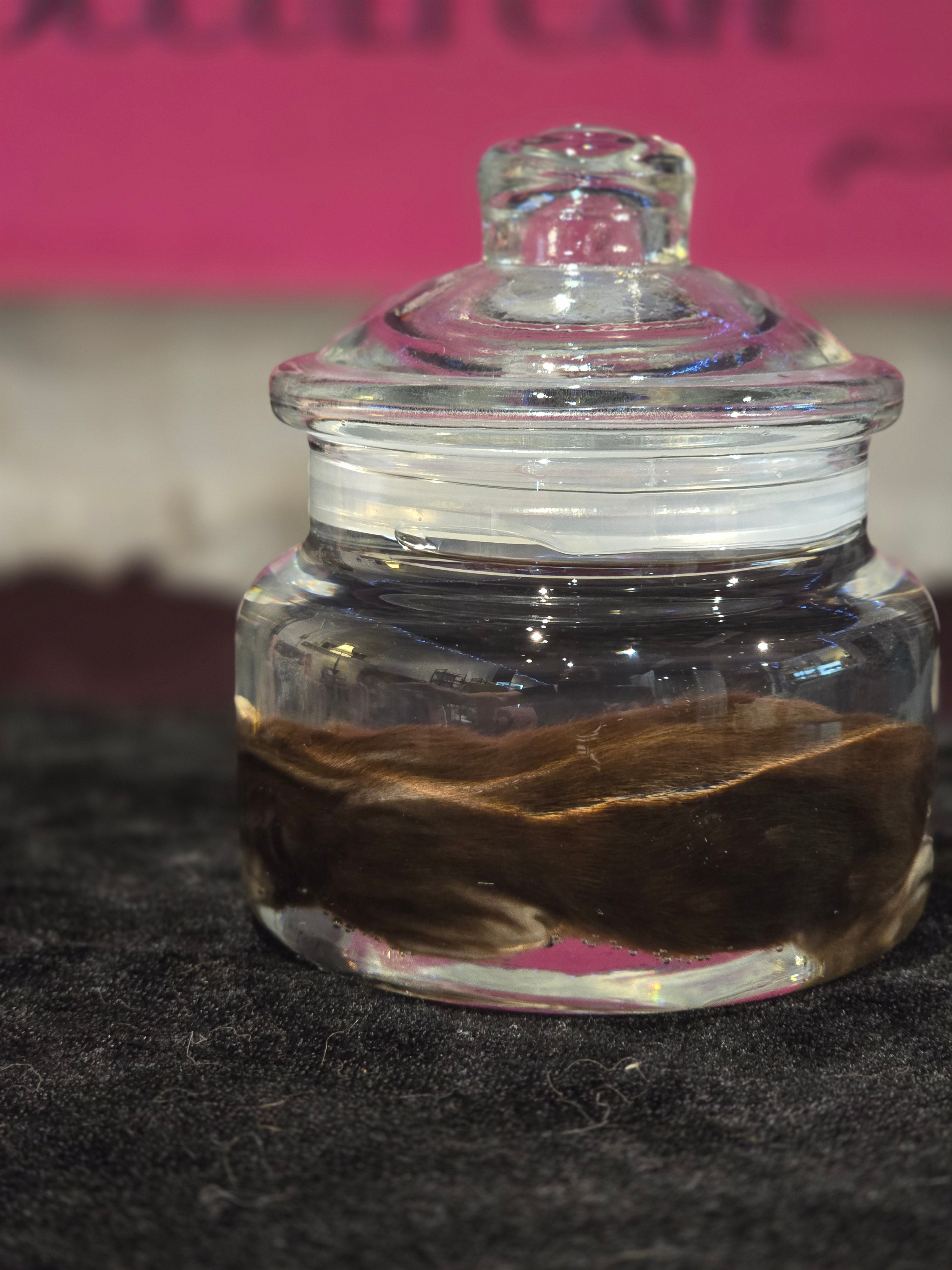 Stillborn Kitten Wet Specimen A