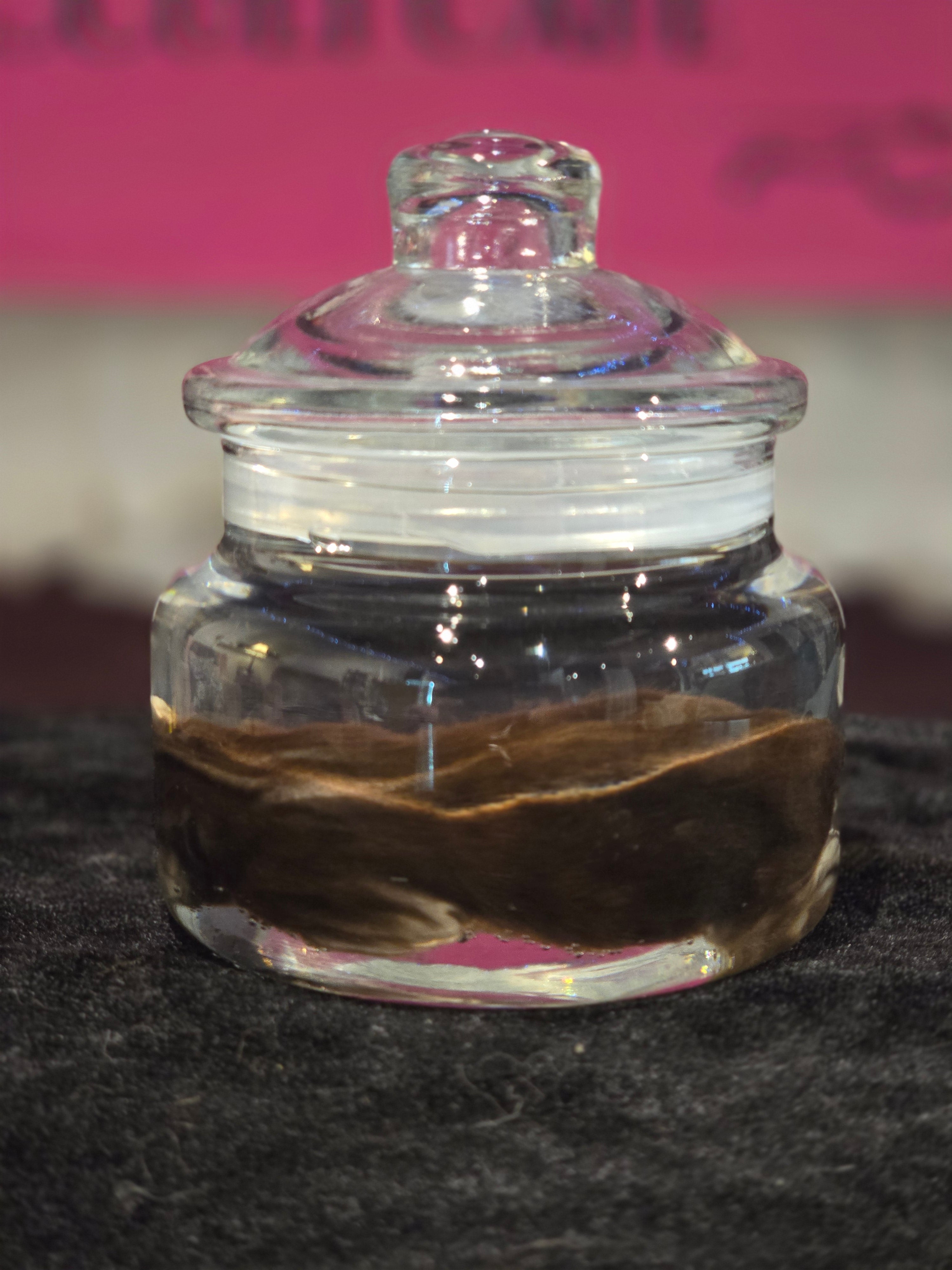 Stillborn Kitten Wet Specimen A