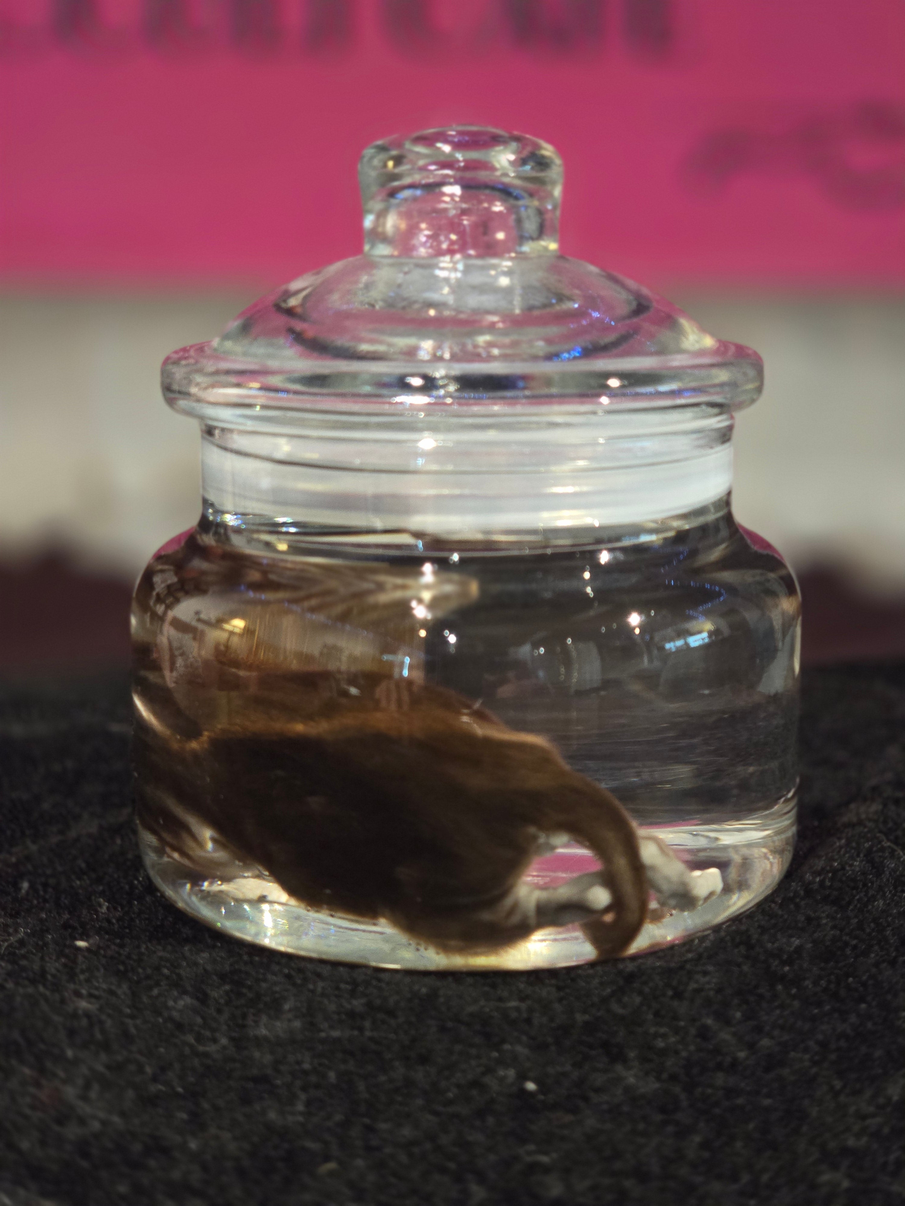 Stillborn Kitten Wet Specimen A