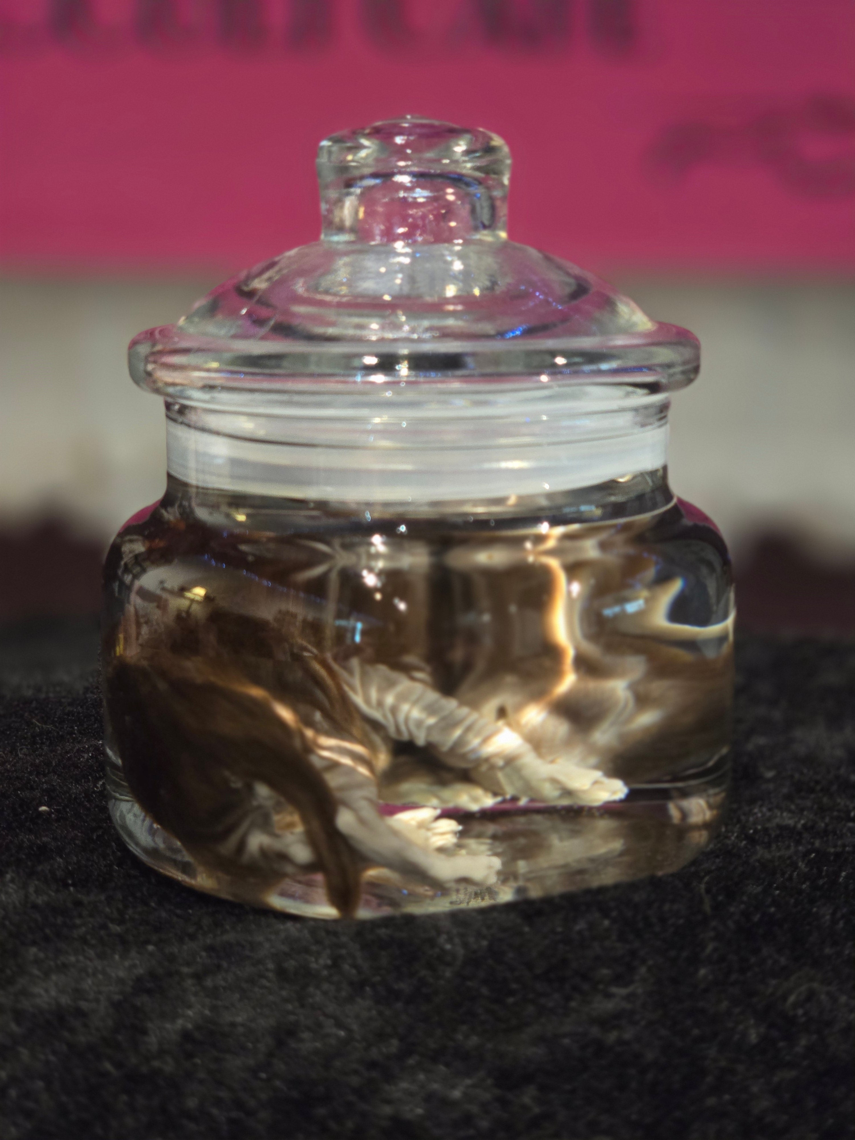 Stillborn Kitten Wet Specimen A