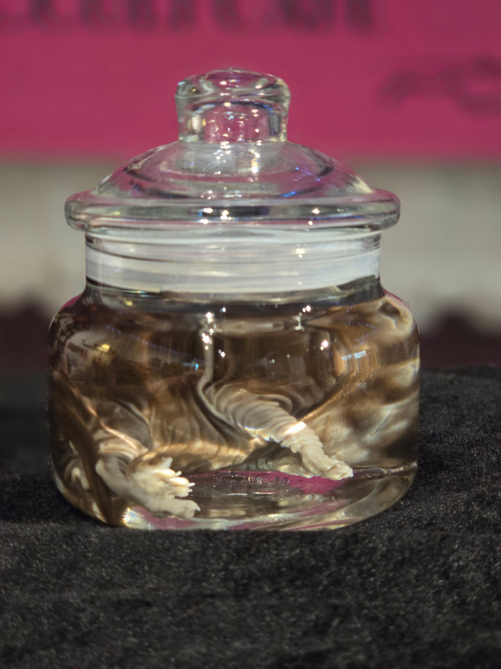 Stillborn Kitten Wet Specimen A