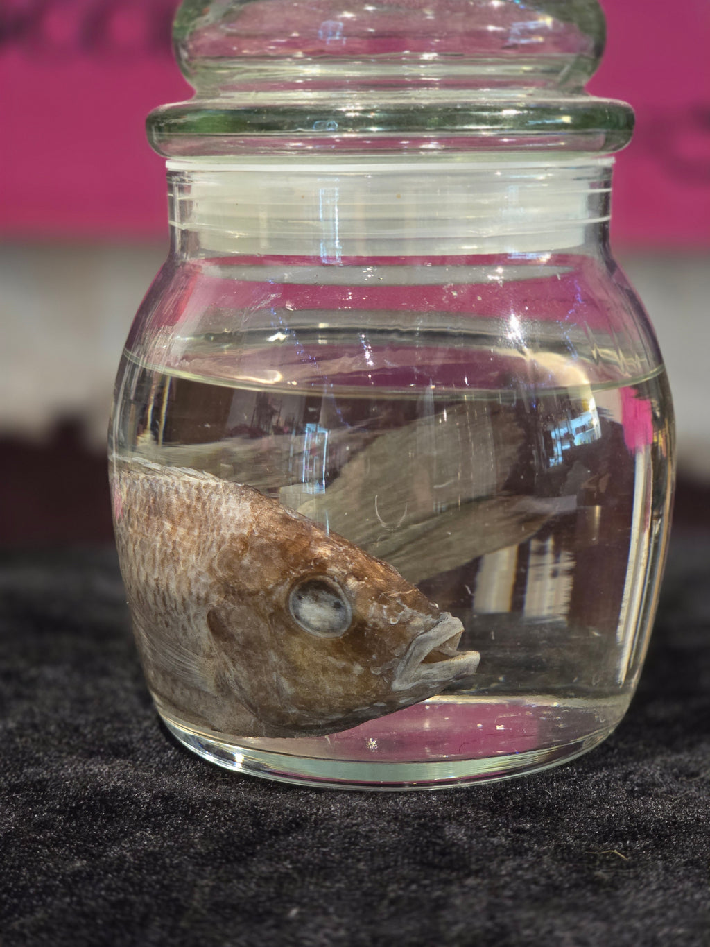 Fish - Wet Specimen