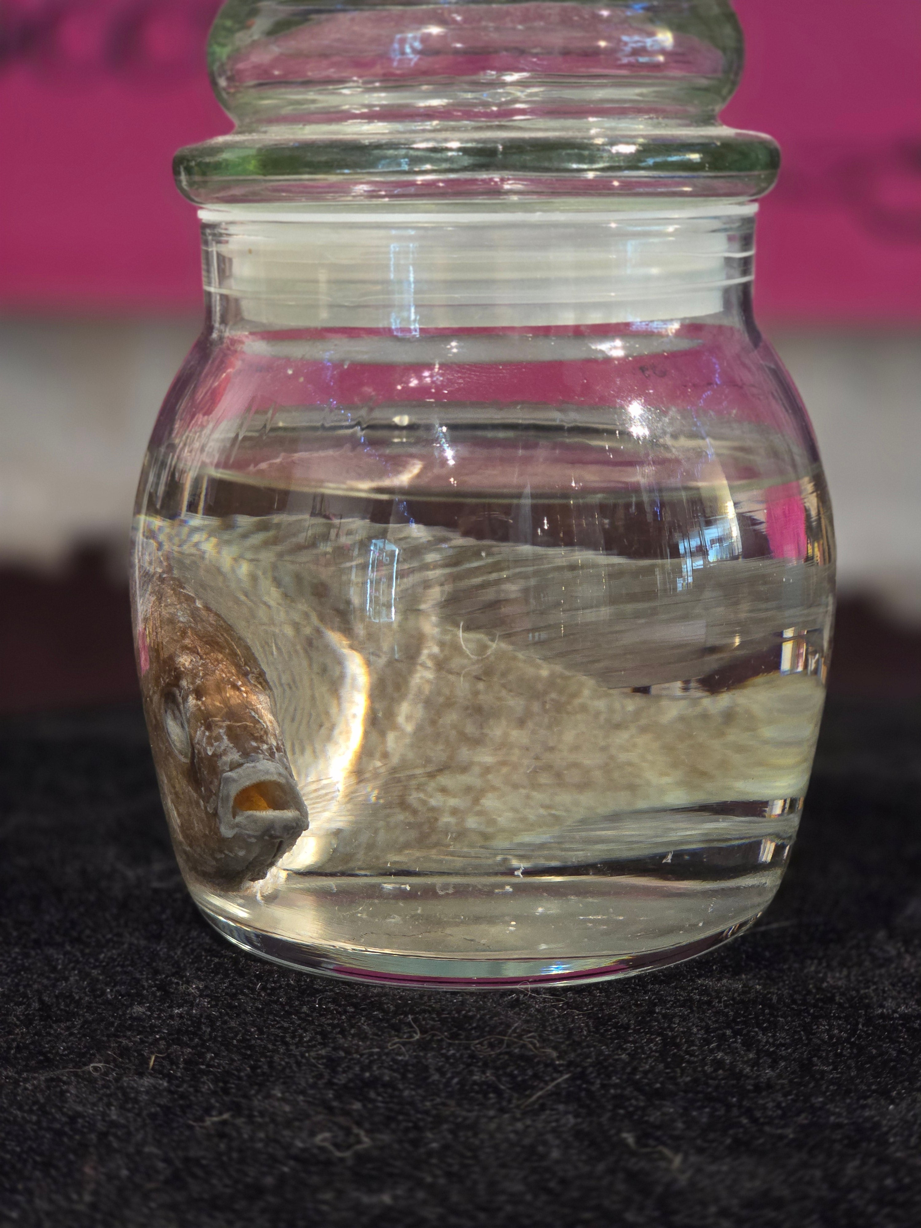 Fish - Wet Specimen