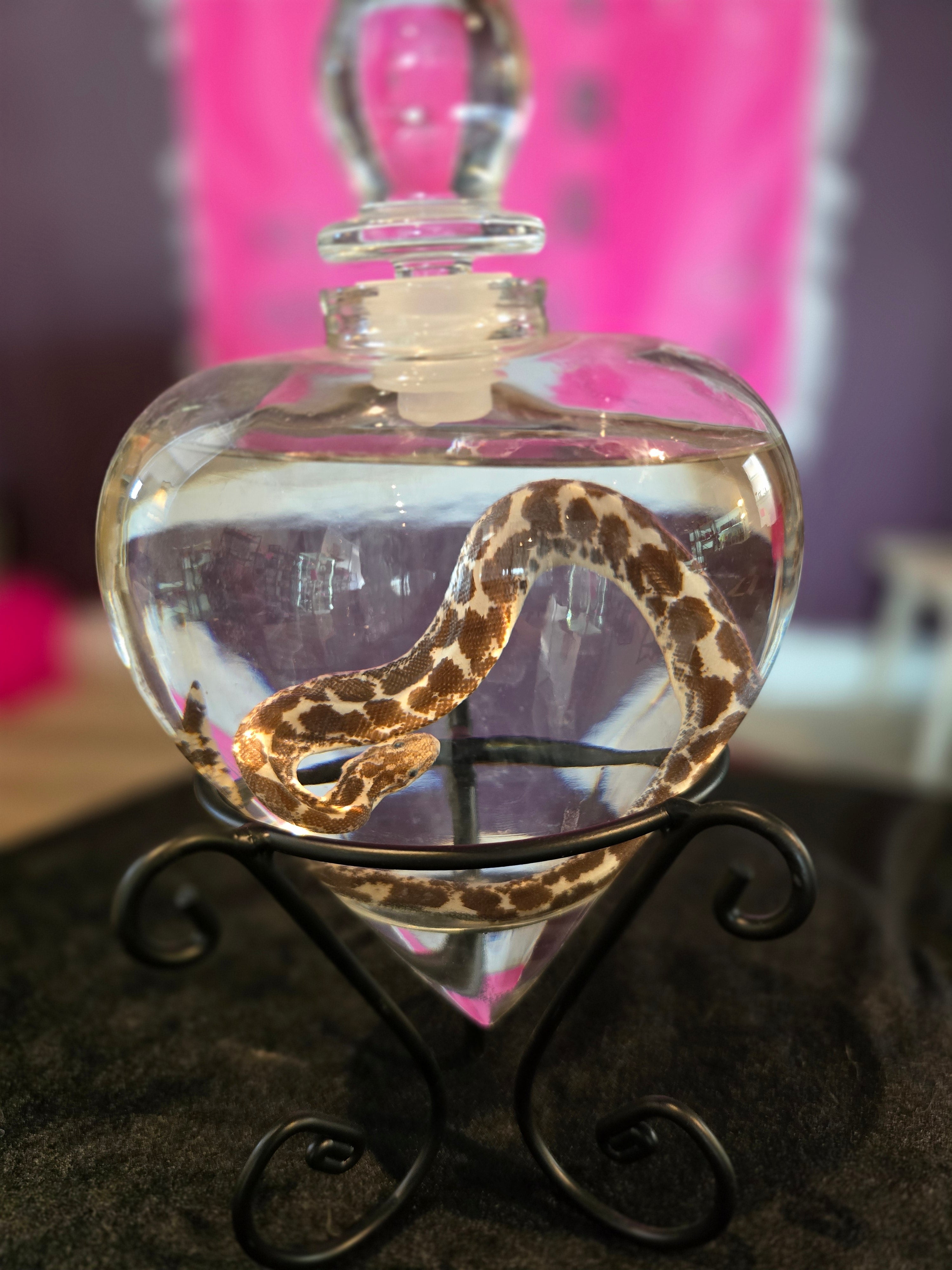 Hog Nose Snek Snake Wet Specimen Heart Glass