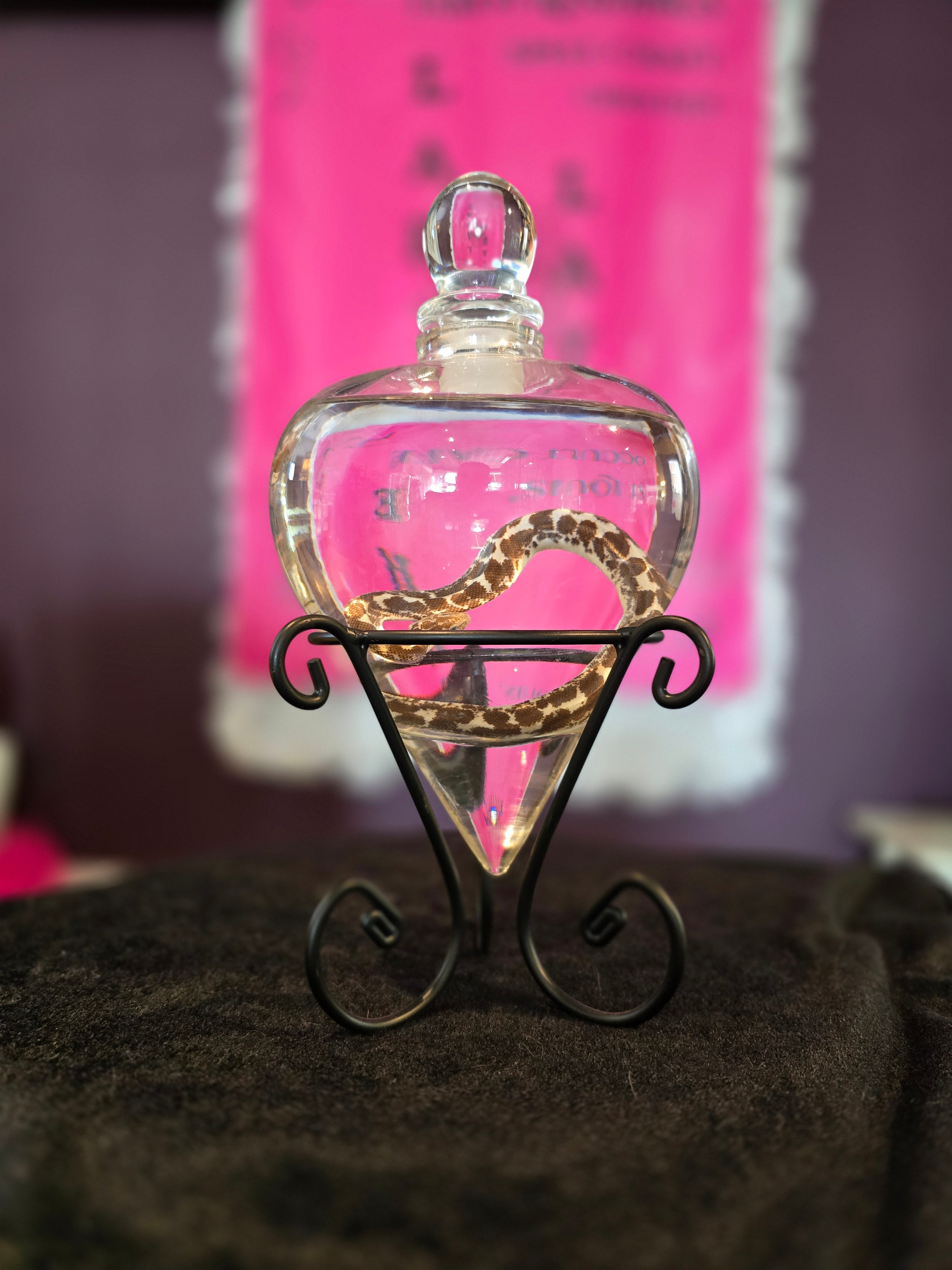 Hog Nose Snek Snake Wet Specimen Heart Glass