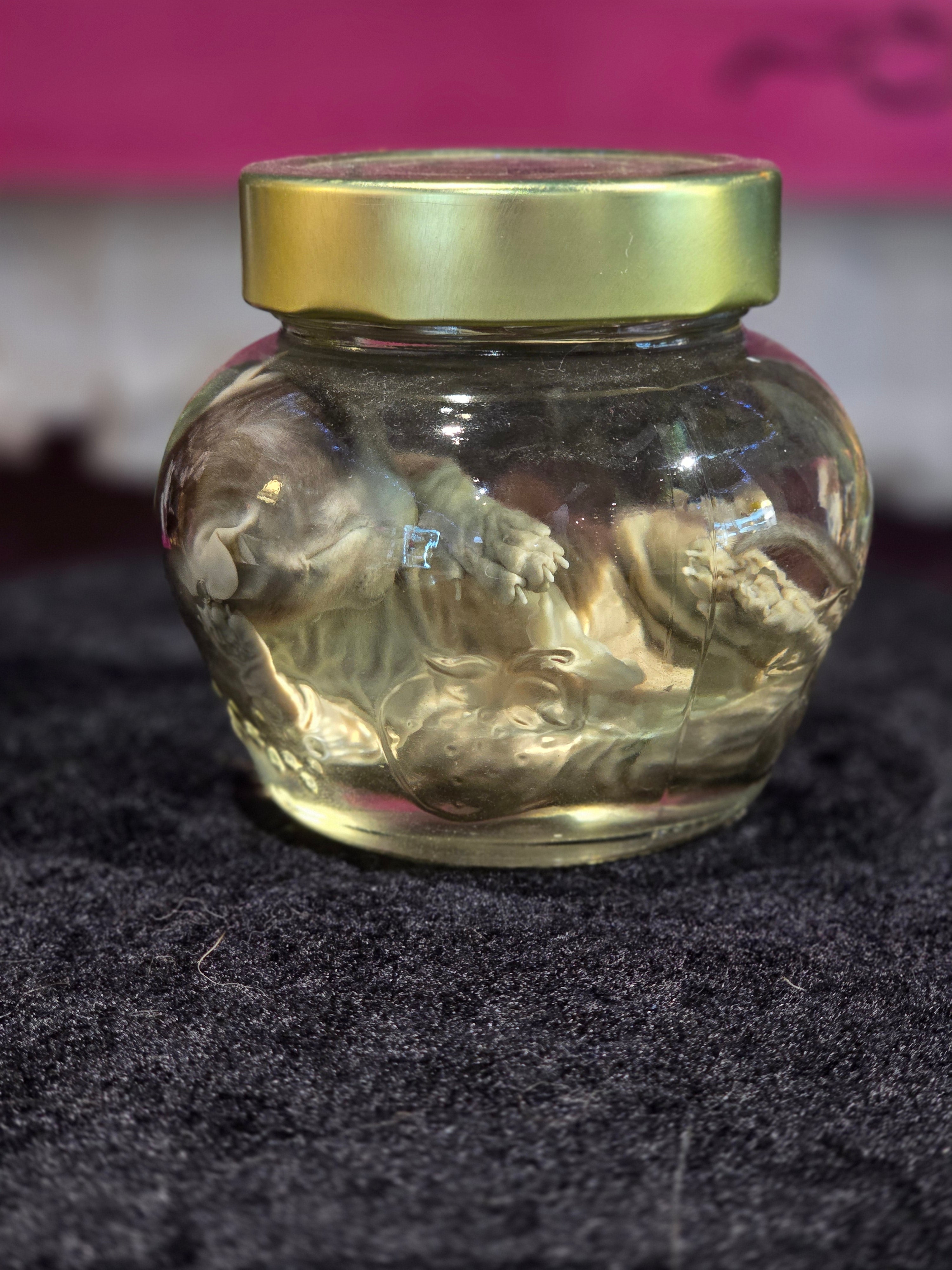 Kitten Wet Specimen B