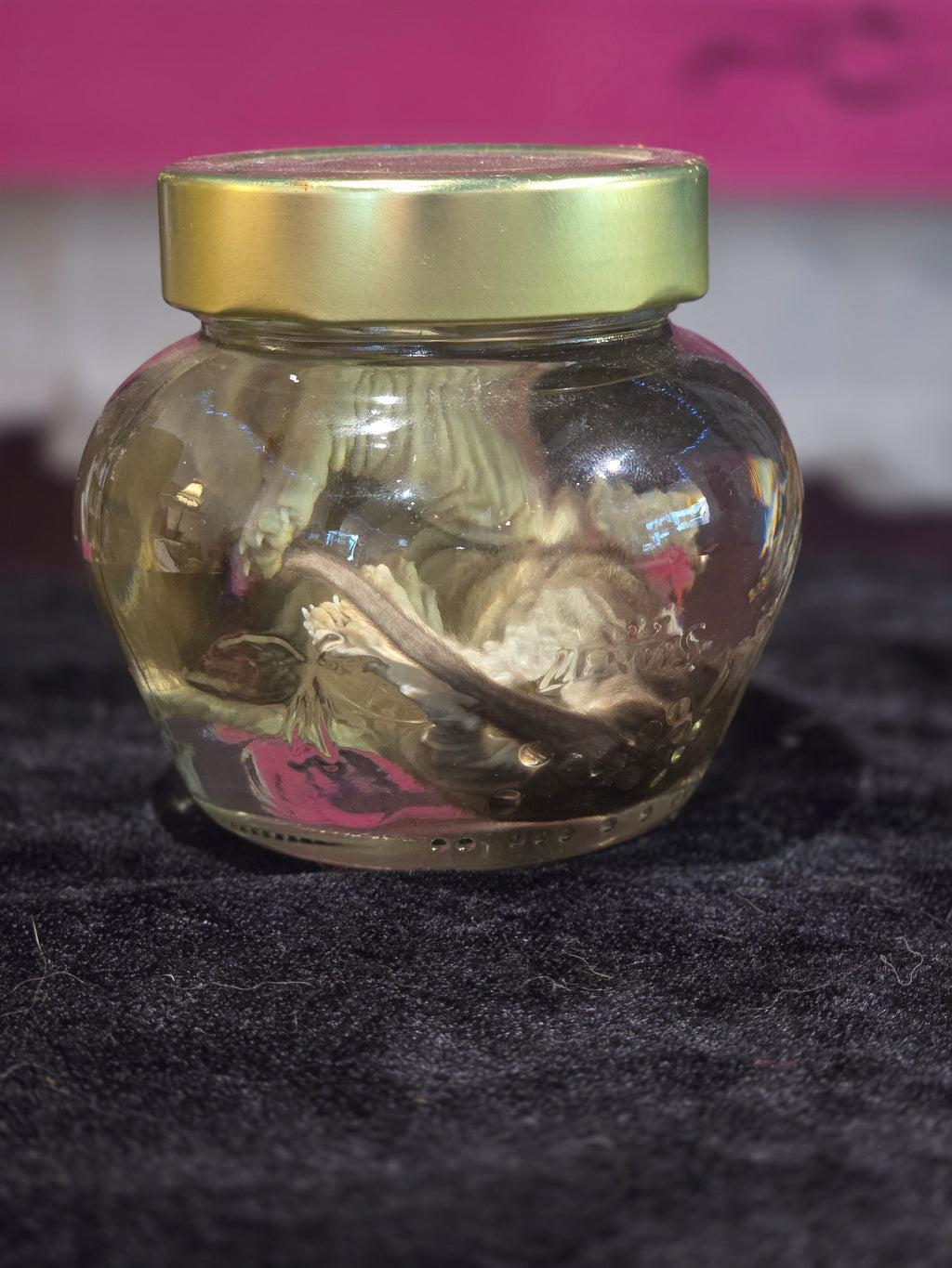 Kitten Wet Specimen B