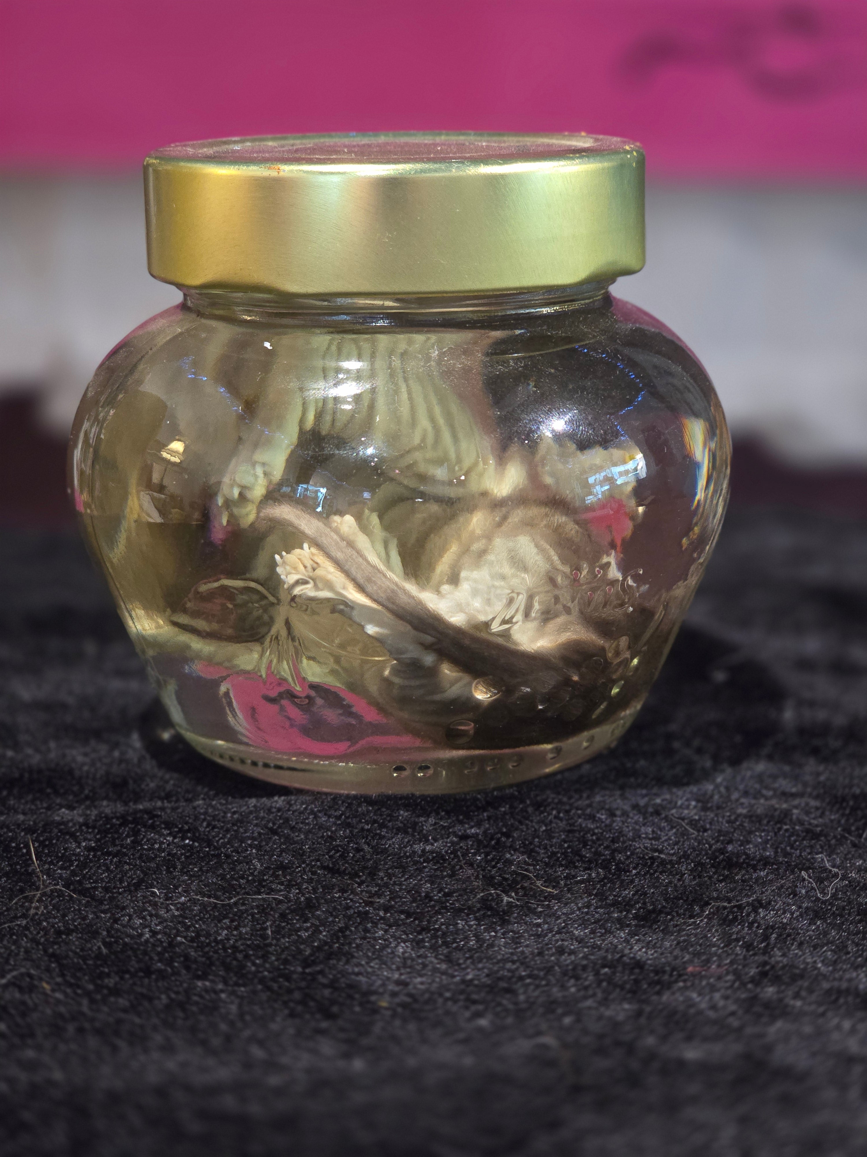 Kitten Wet Specimen B