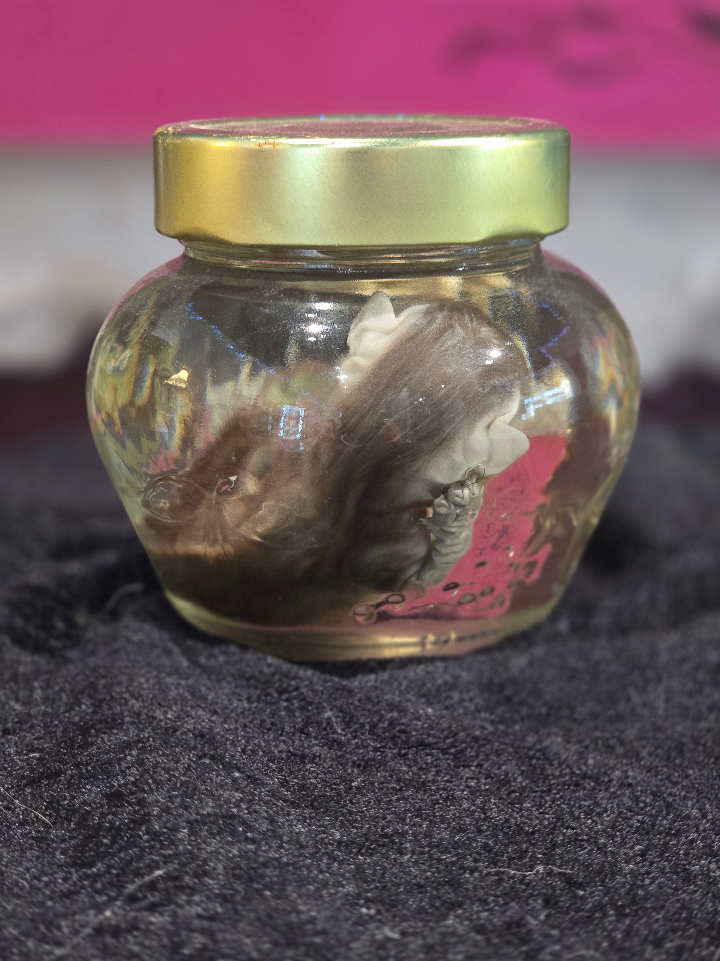 Kitten Wet Specimen B