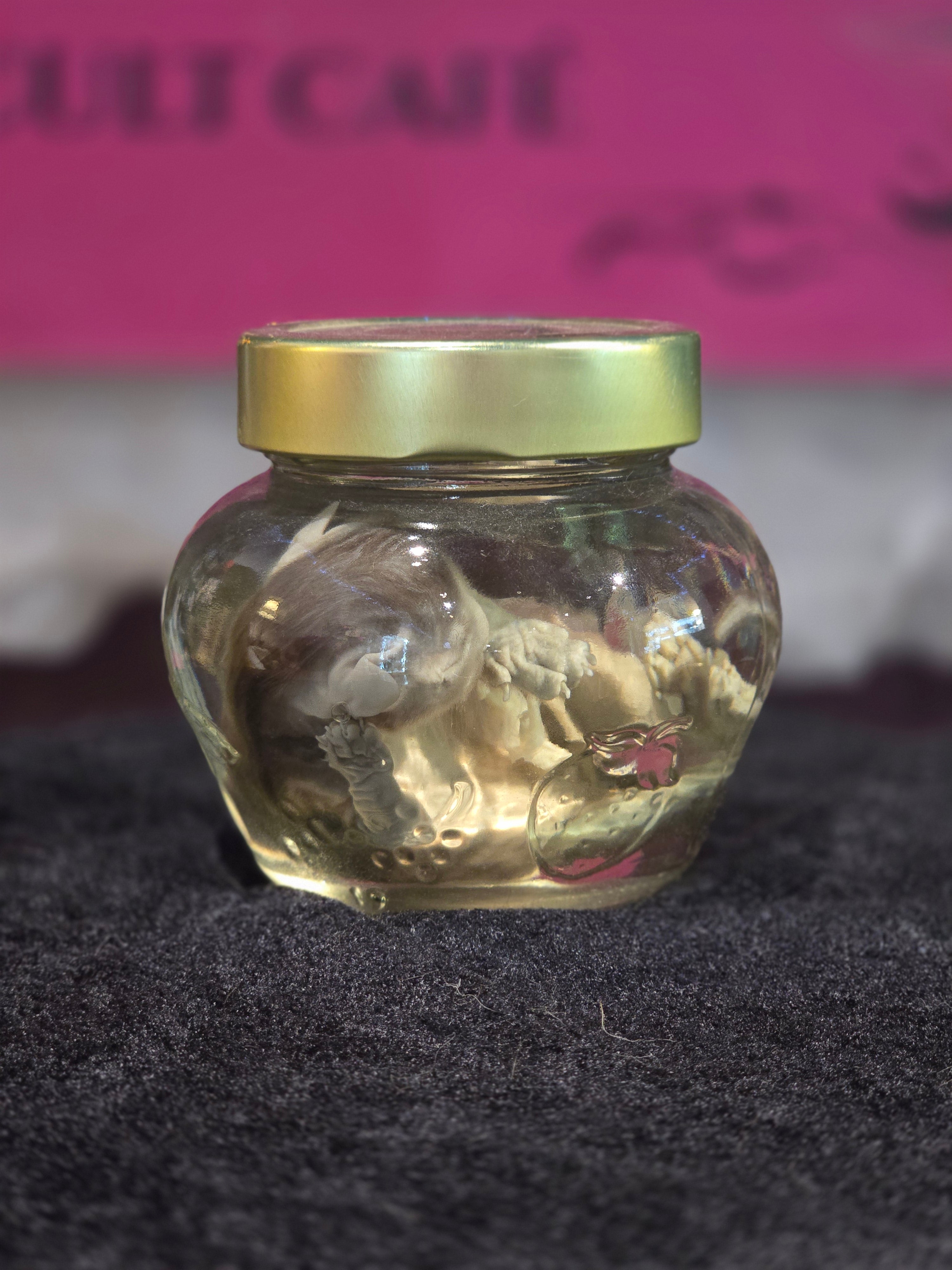 Kitten Wet Specimen B