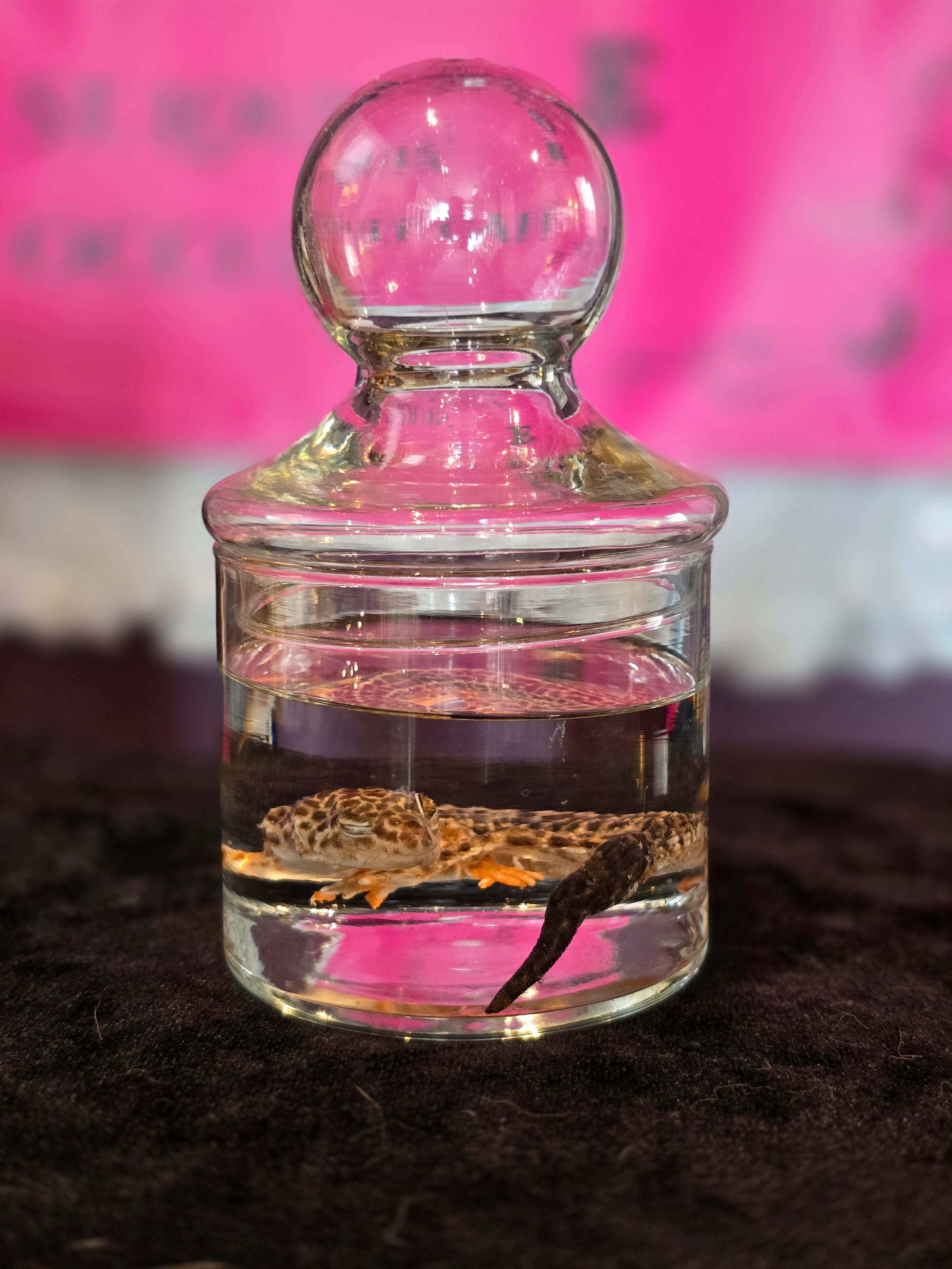 Small Leopard Gecko Wet Specimen
