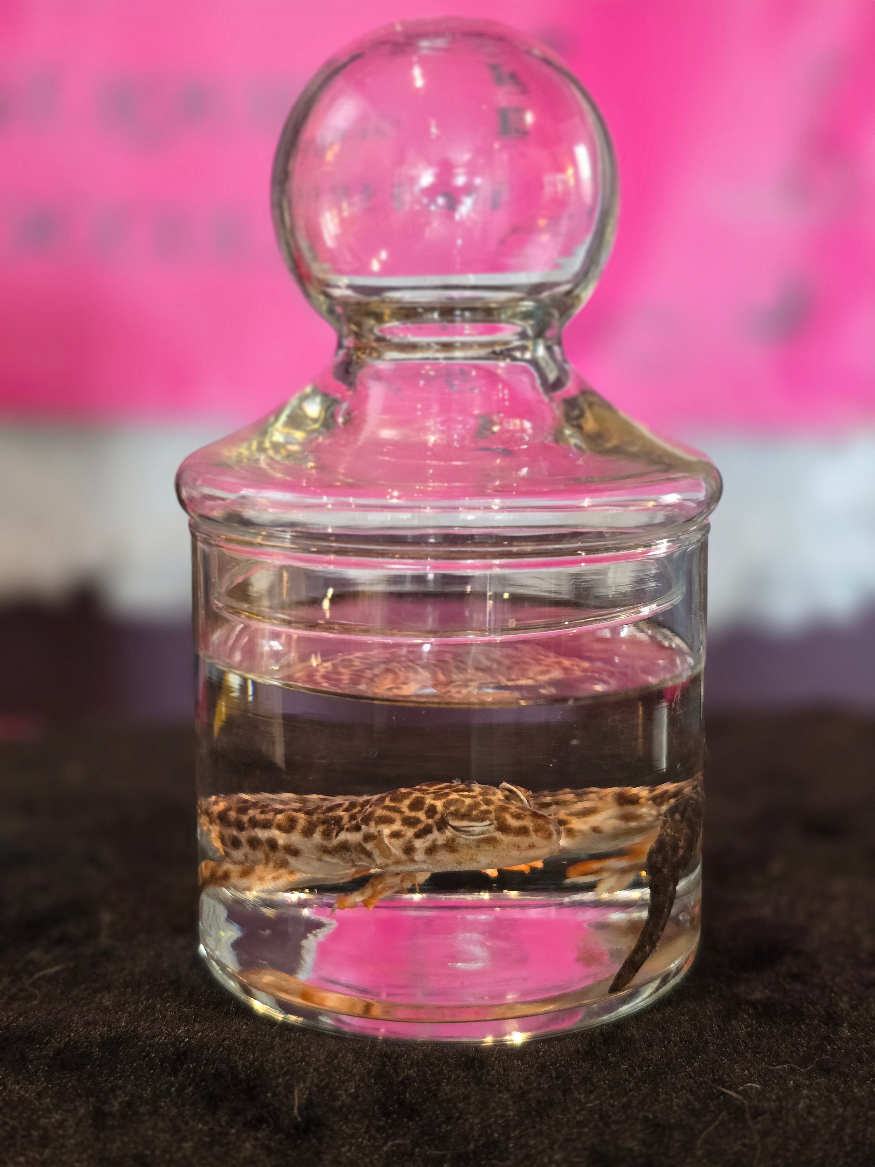 Small Leopard Gecko Wet Specimen