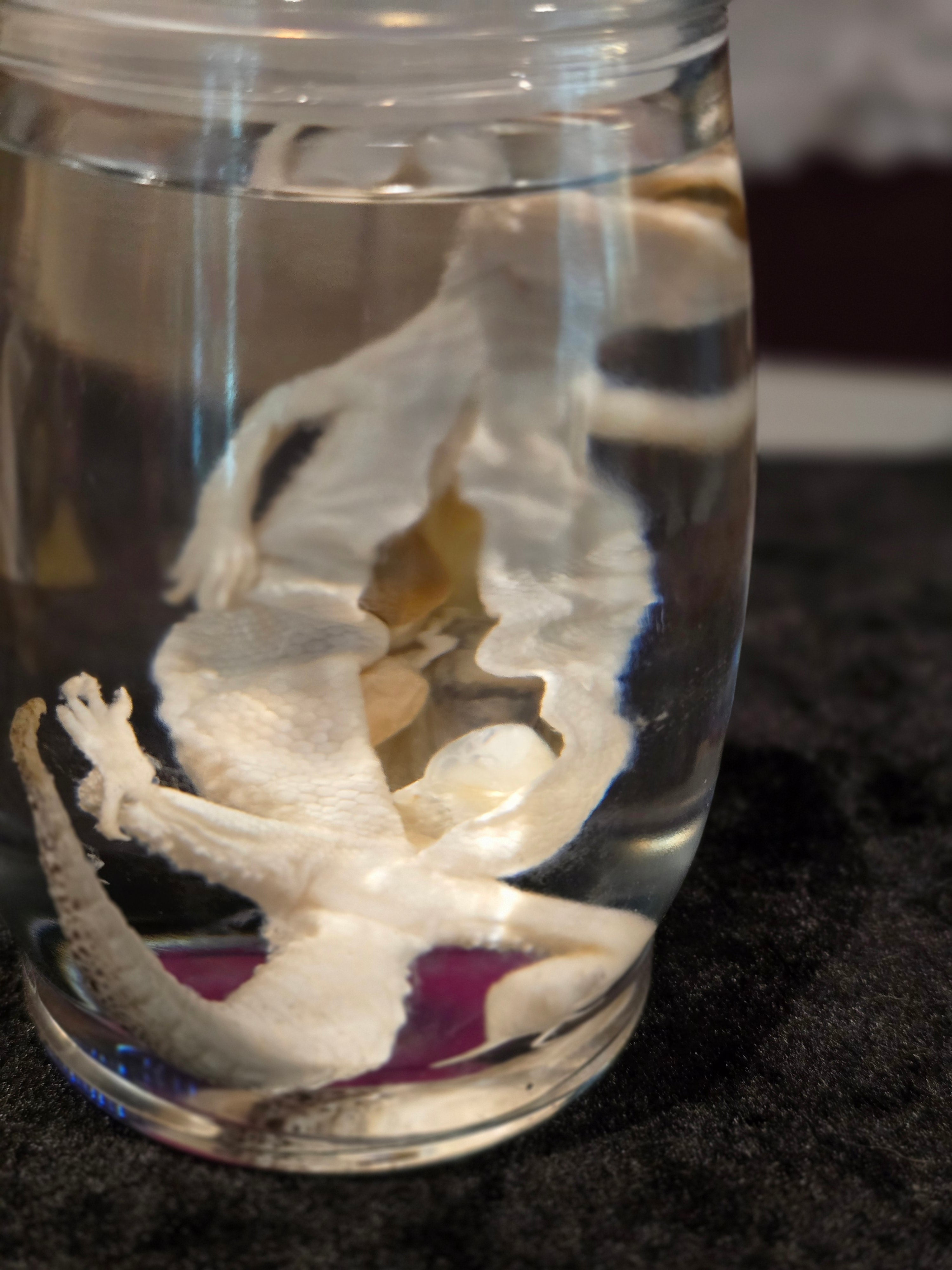 Mama Leopard Gecko Wet Specimen
