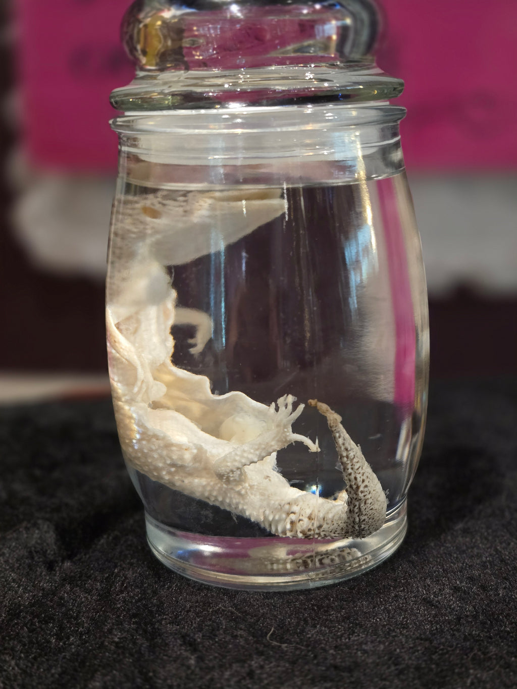 Mama Leopard Gecko Wet Specimen