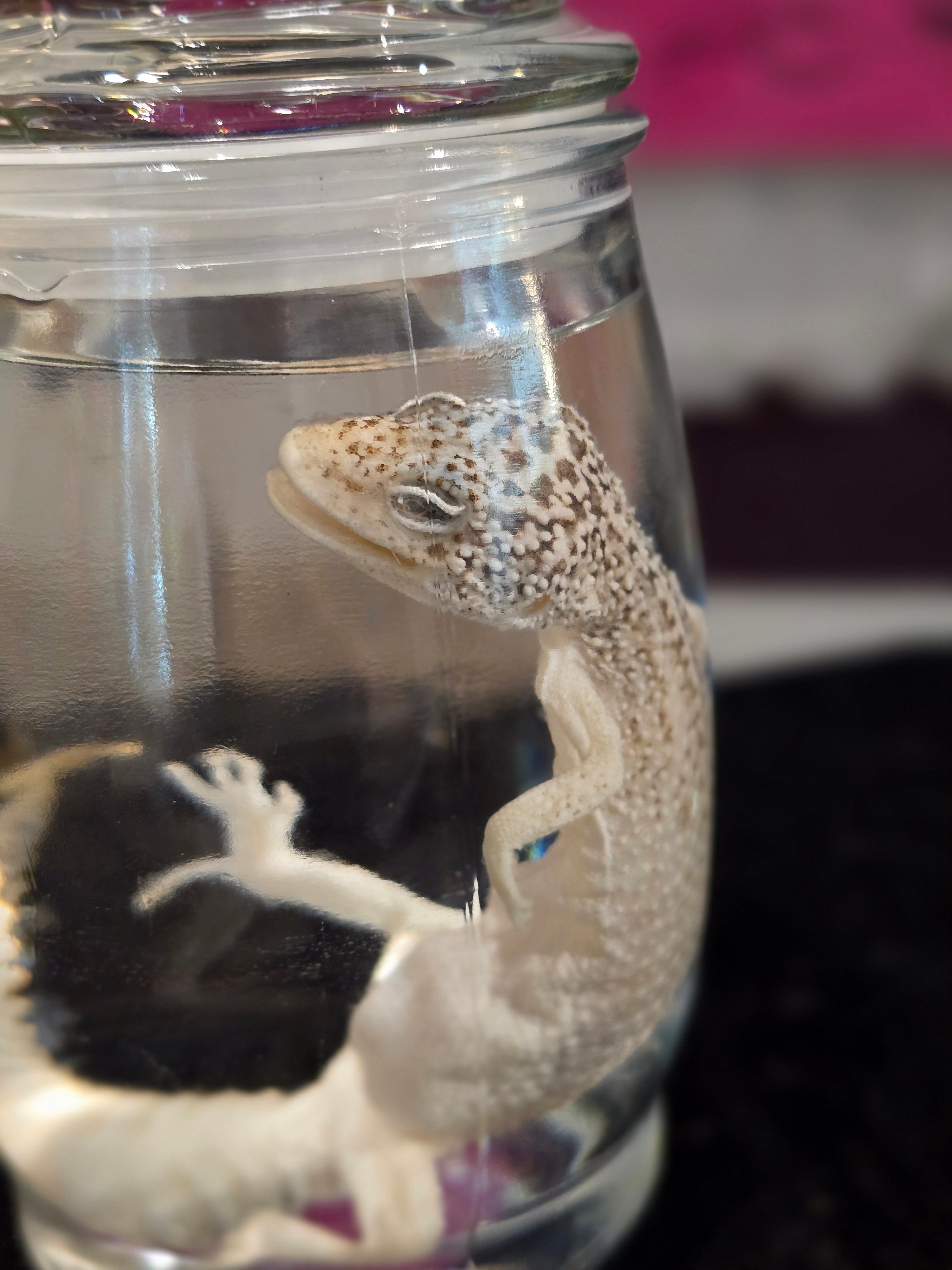 Mama Leopard Gecko Wet Specimen