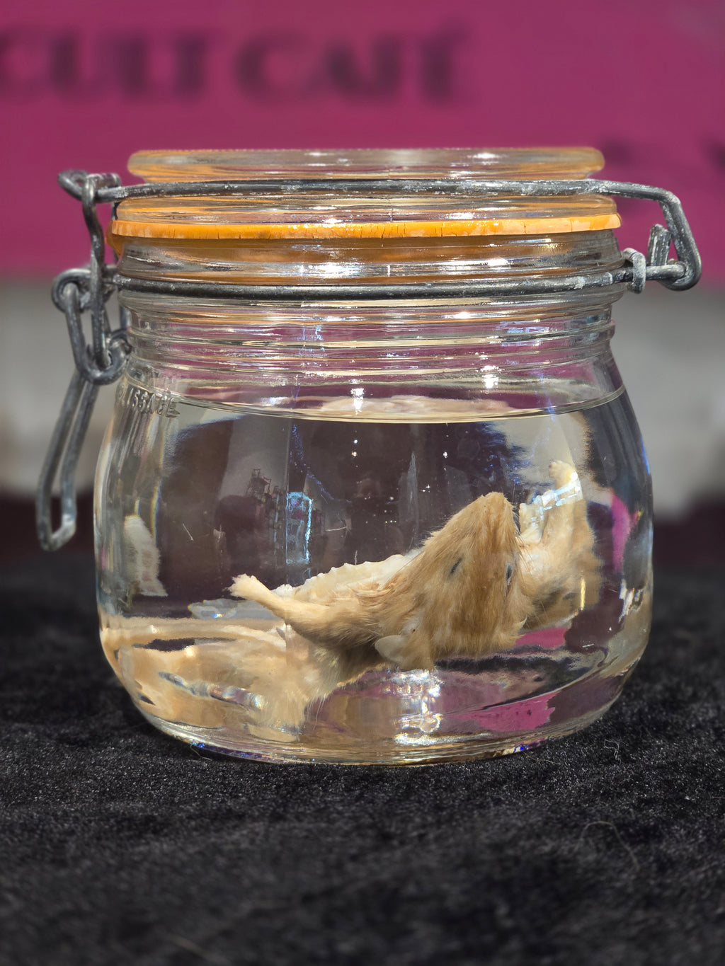 Filet Mouse - Wet Specimen