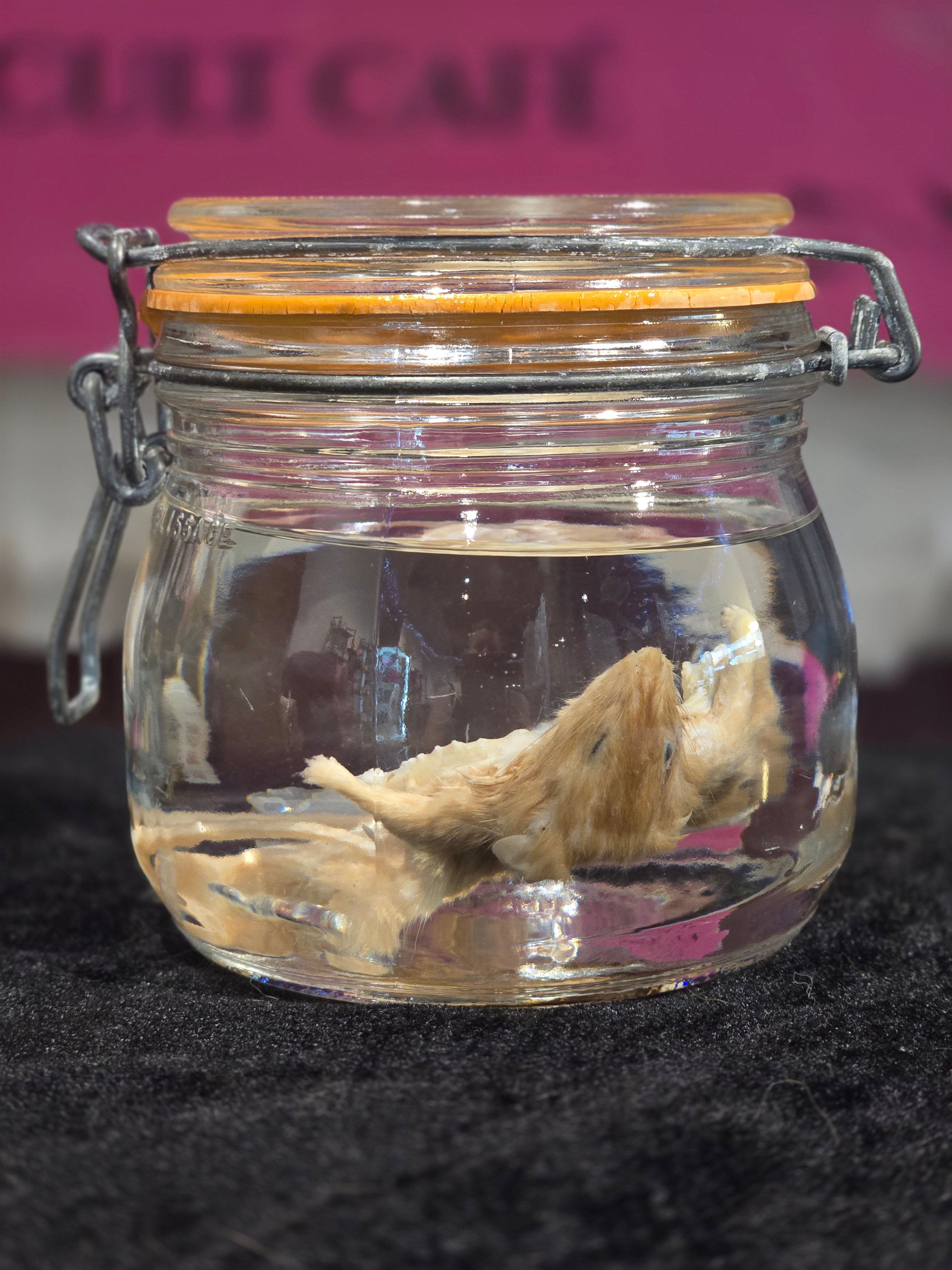 Filet Mouse - Wet Specimen