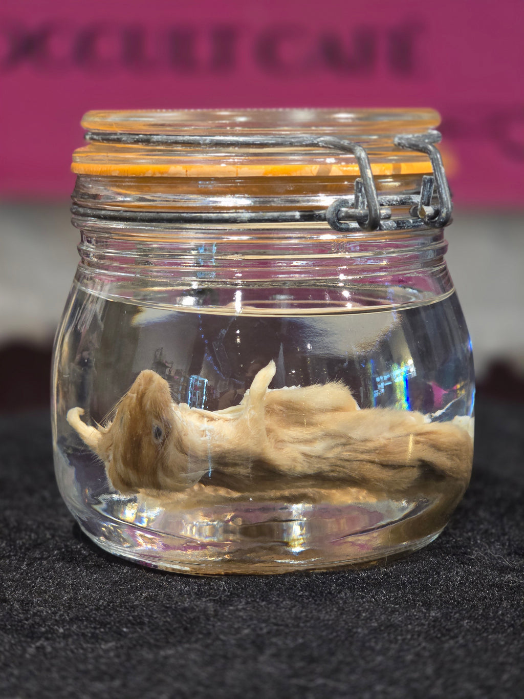 Filet Mouse - Wet Specimen