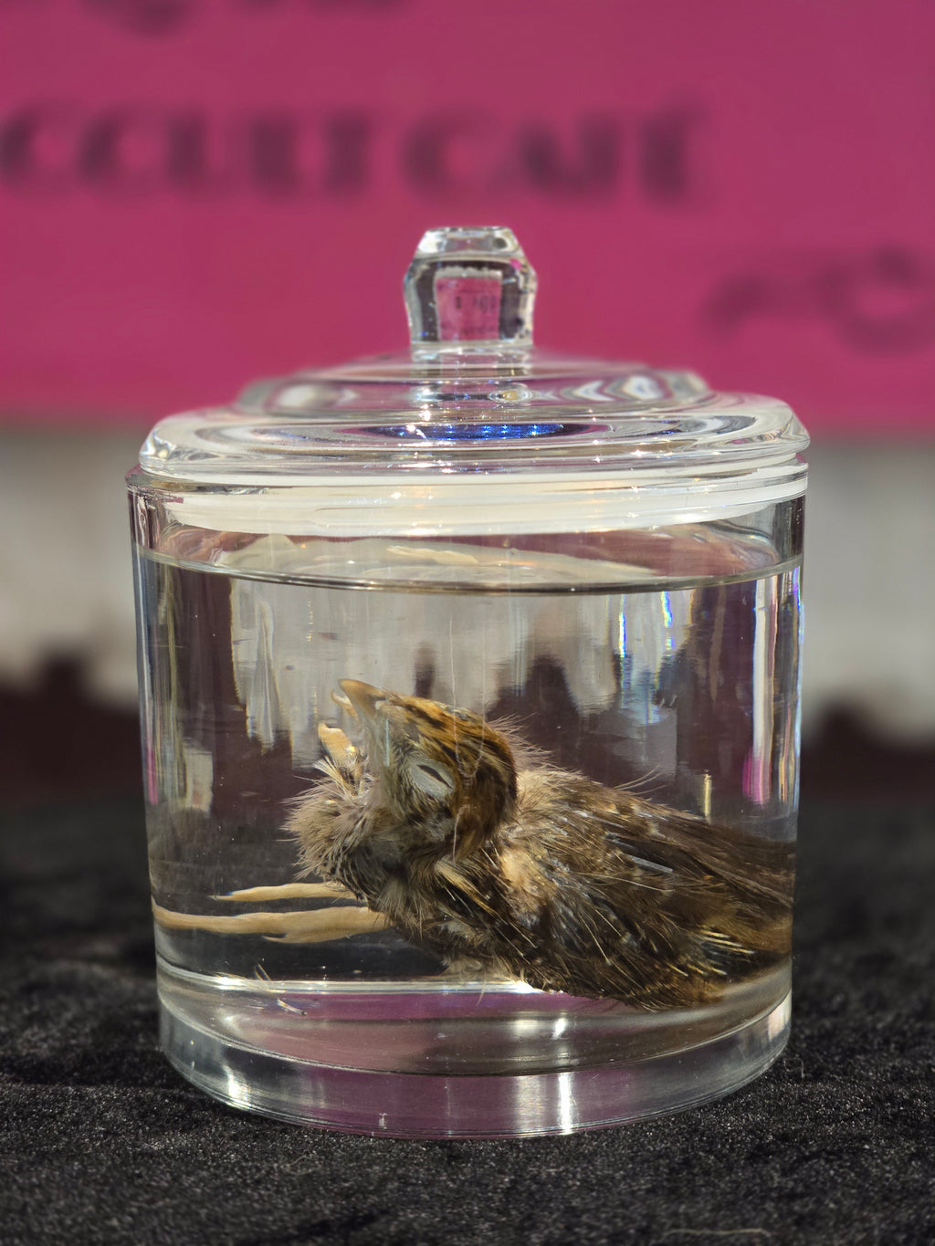 Quail Chick - Wet Specimen