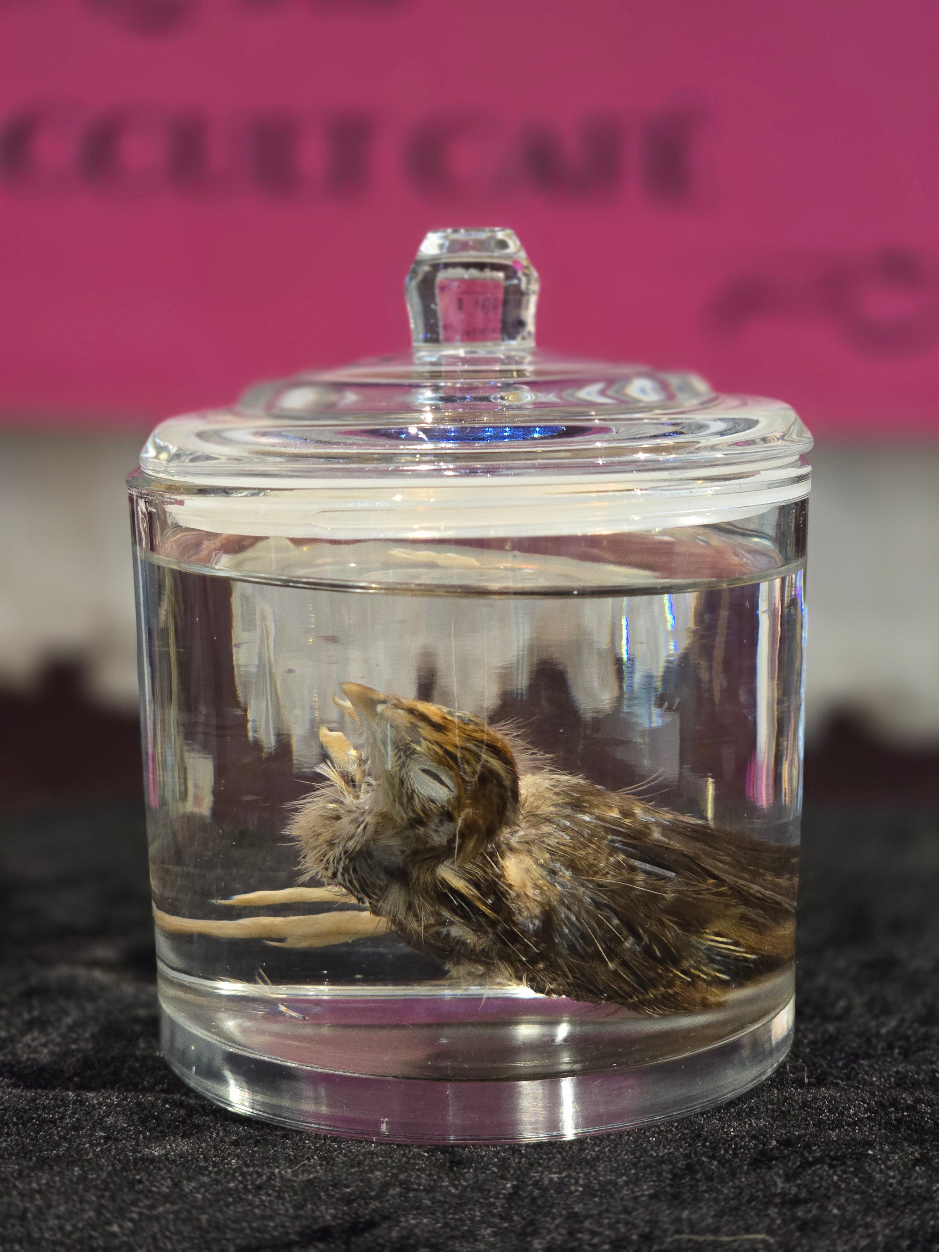 Quail Chick - Wet Specimen