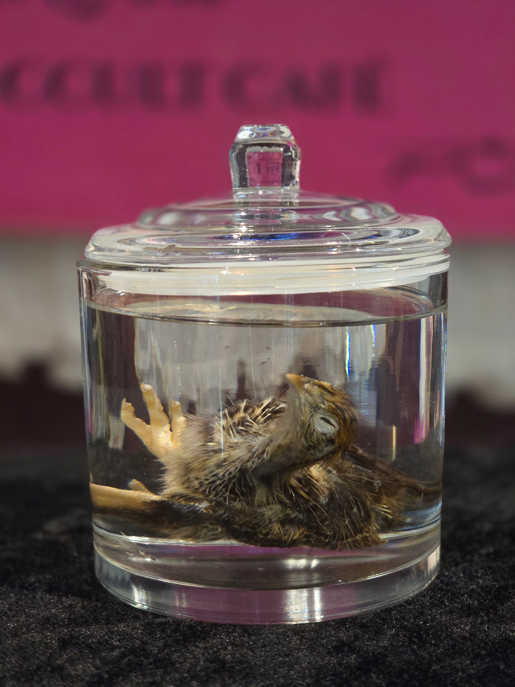 Quail Chick - Wet Specimen