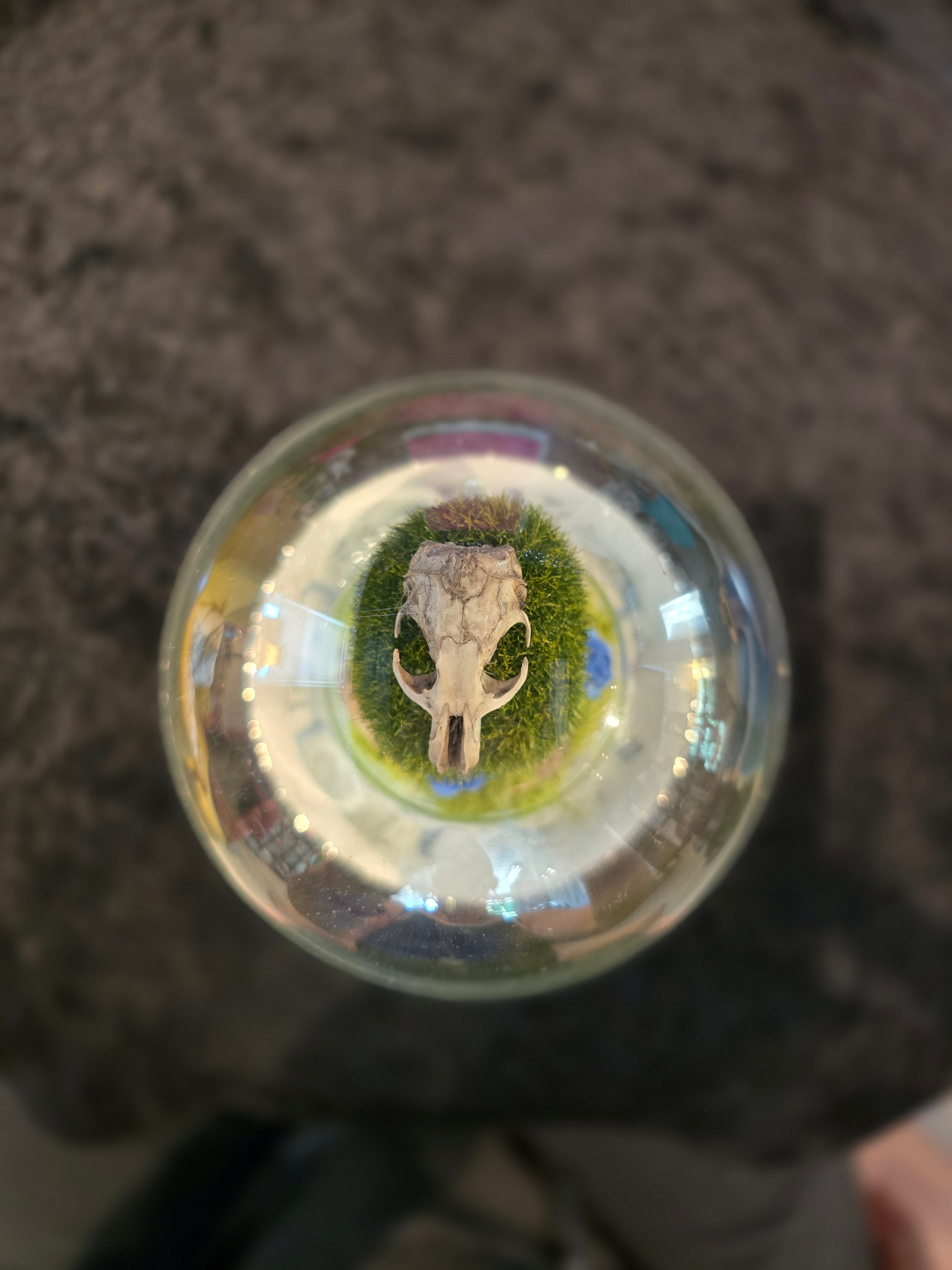 Rat Skull Globe