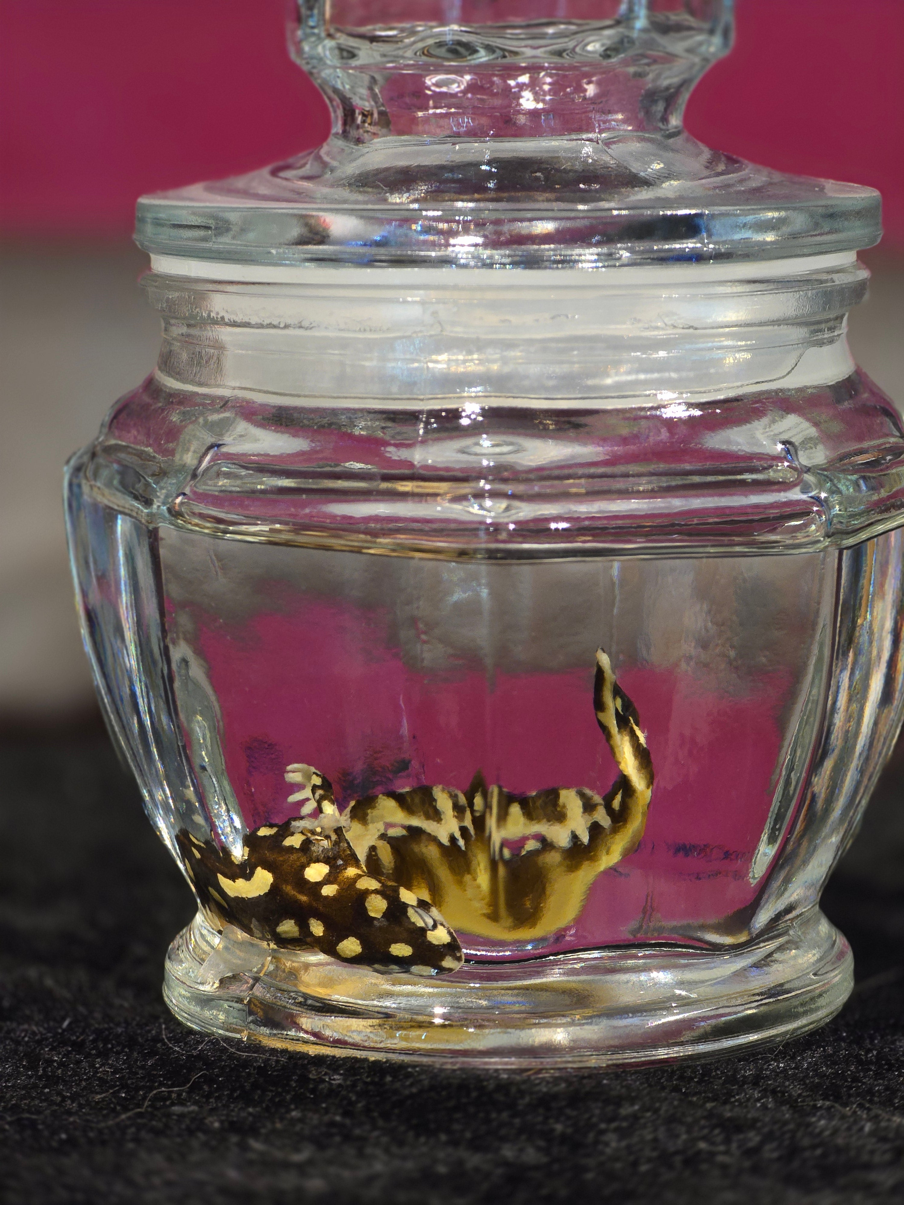 Salamander Newt - Wet Specimen
