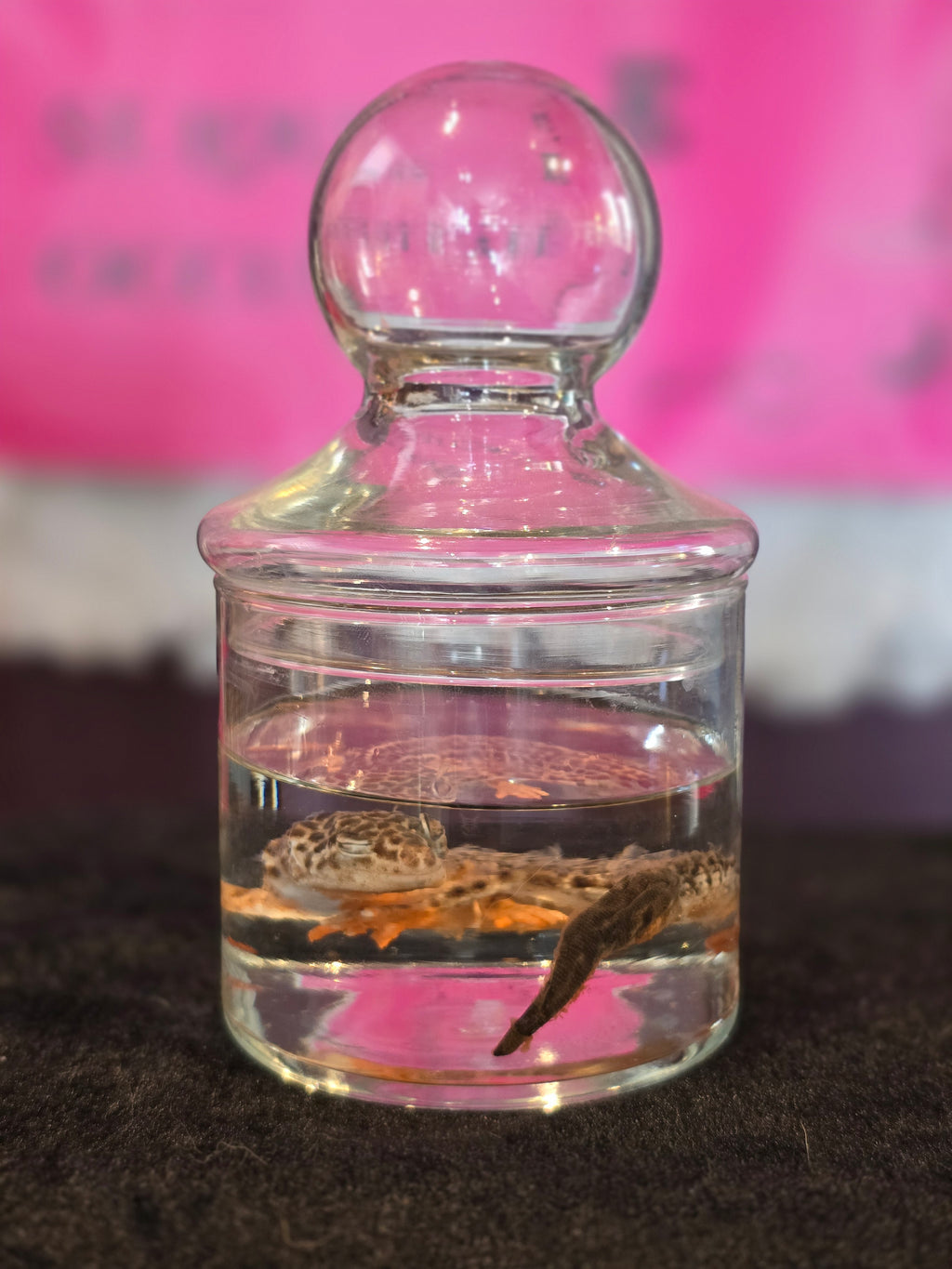 Small Leopard Gecko Wet Specimen